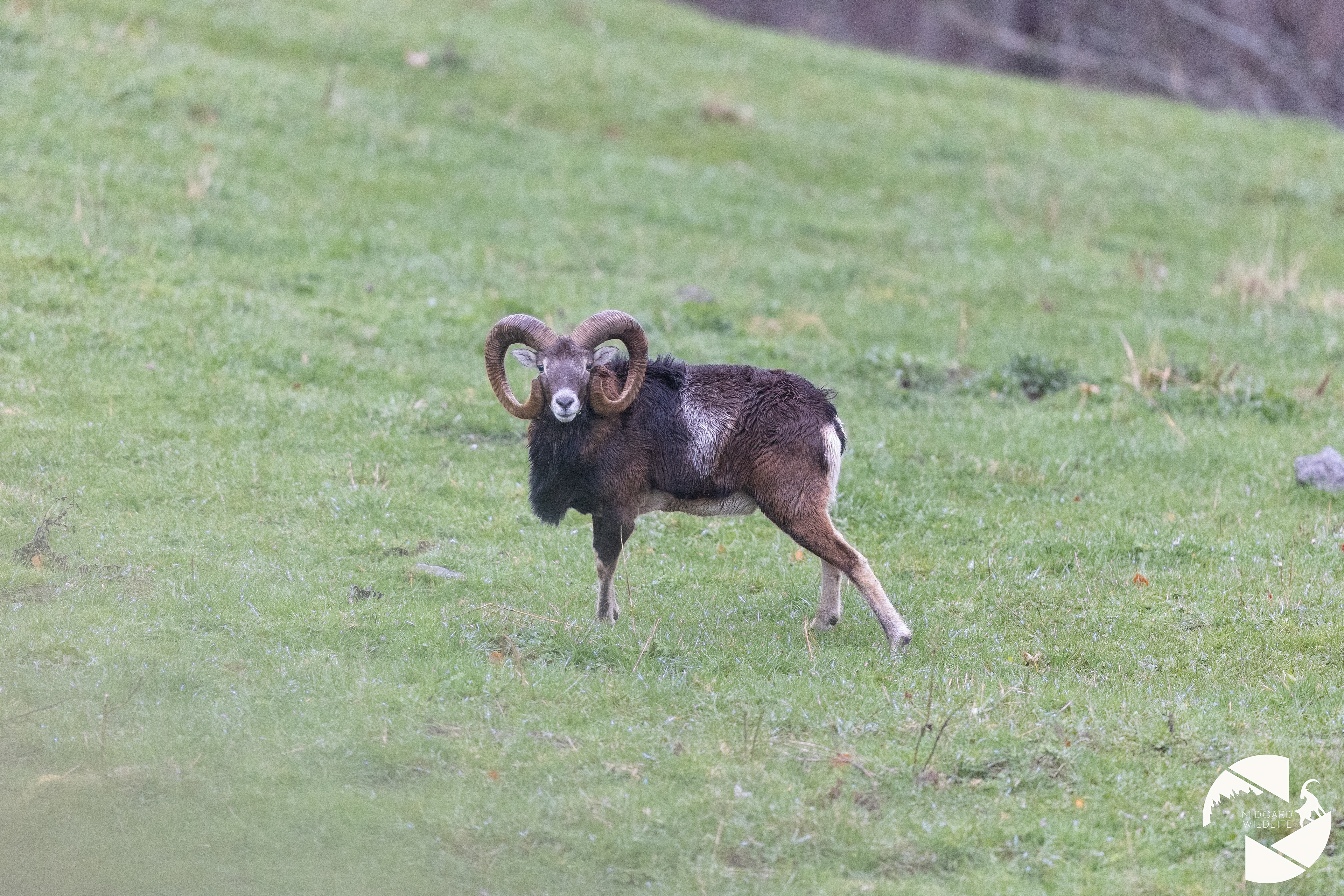 Mouflon