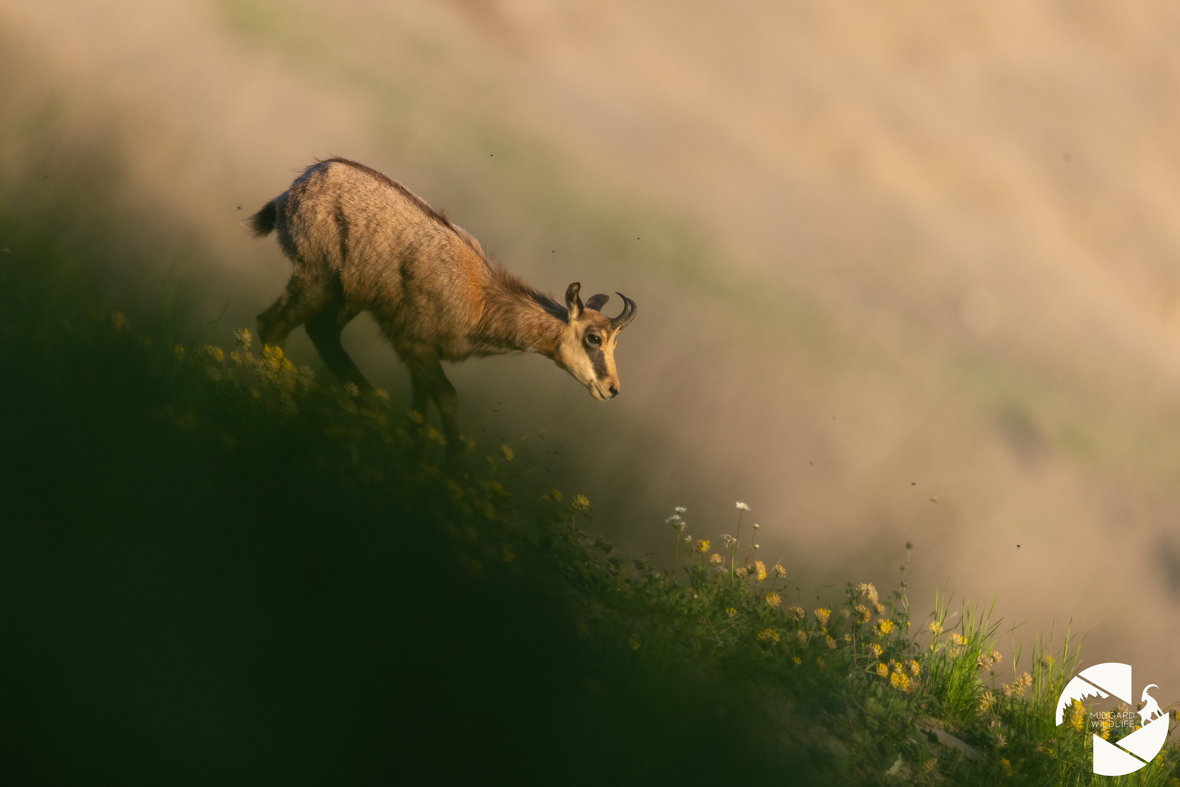 Chamois