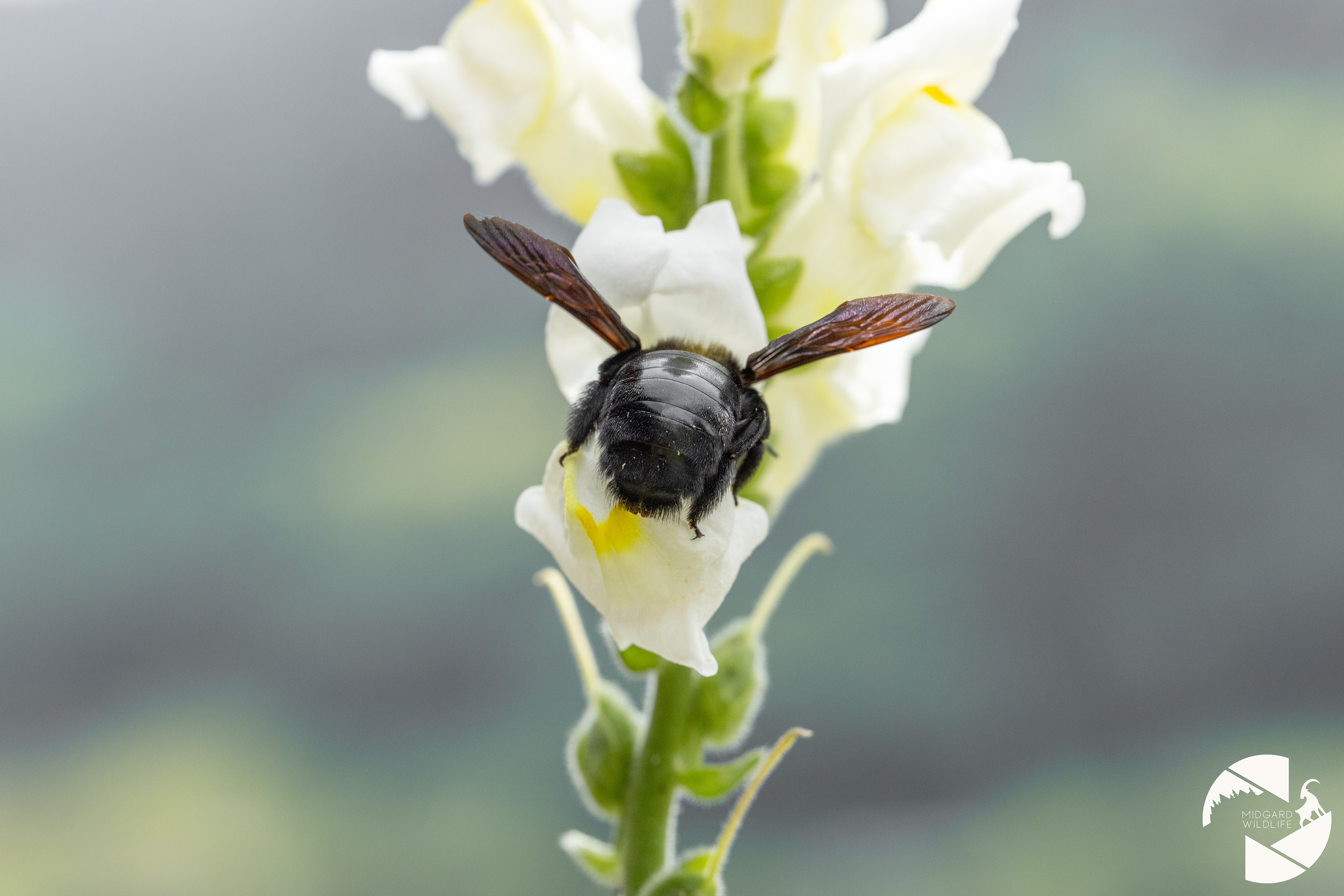 Abeille charpentière