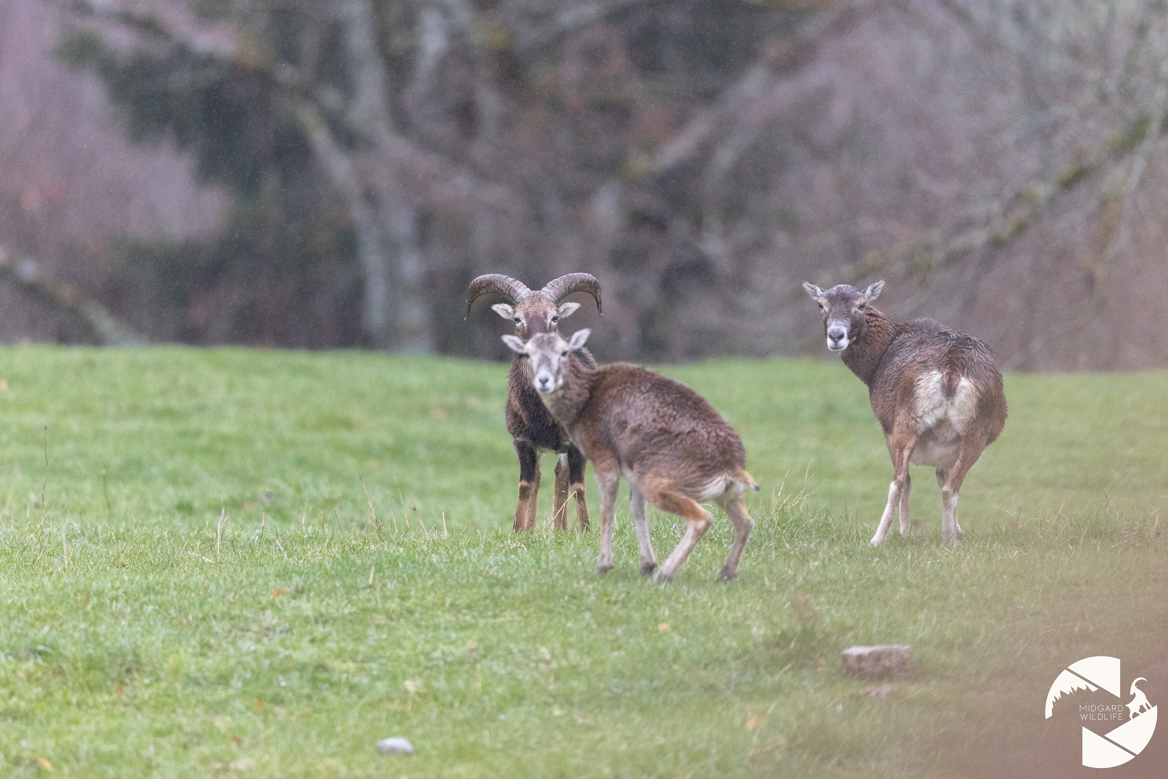 Mouflons
