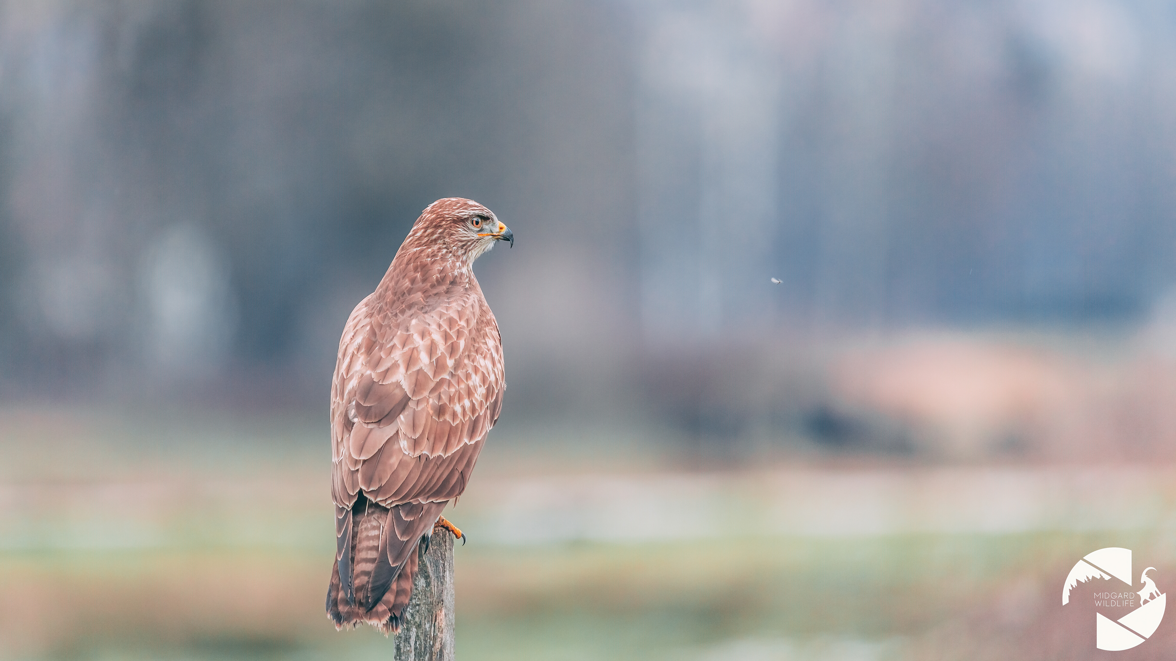 Buse variable