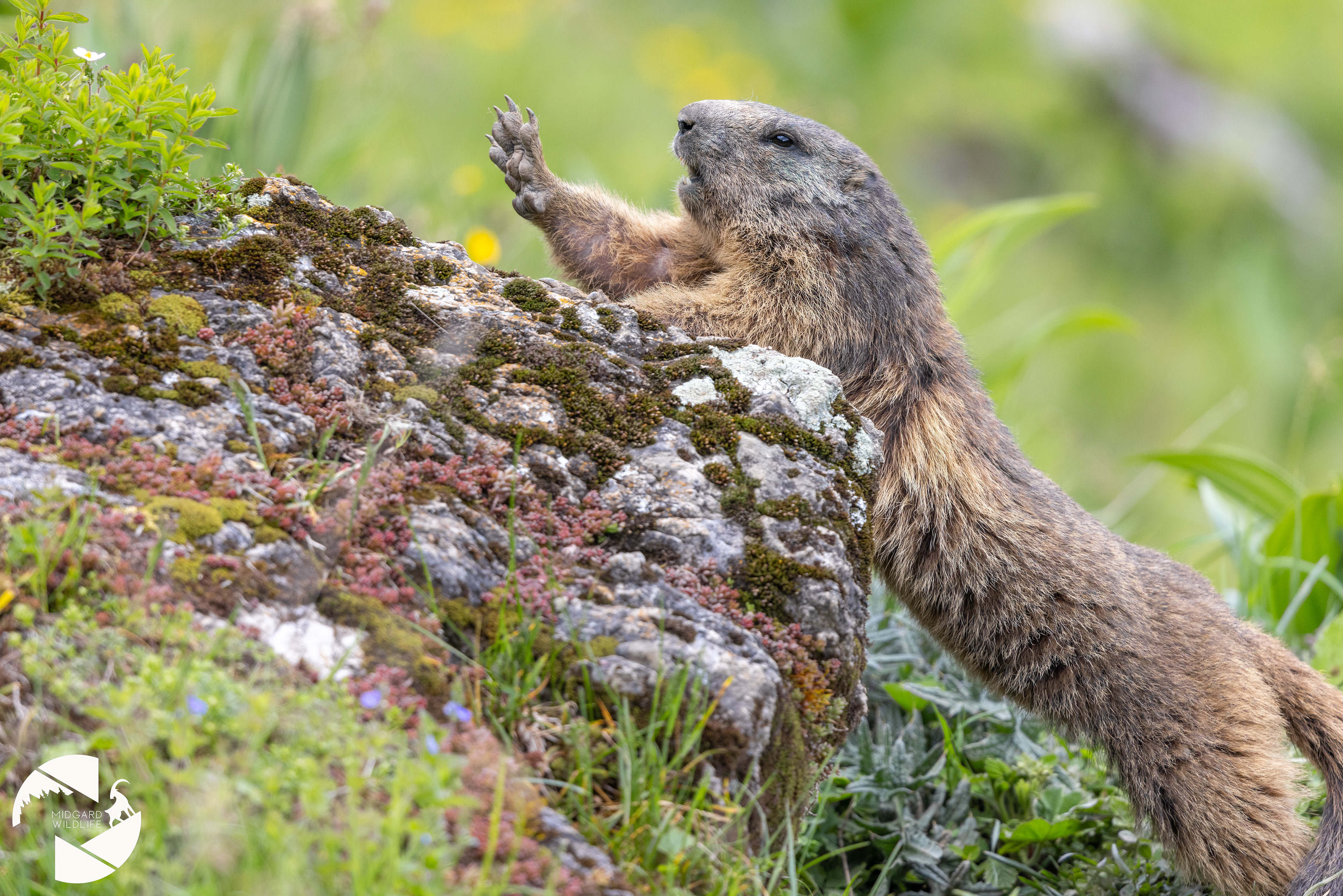 Marmotte