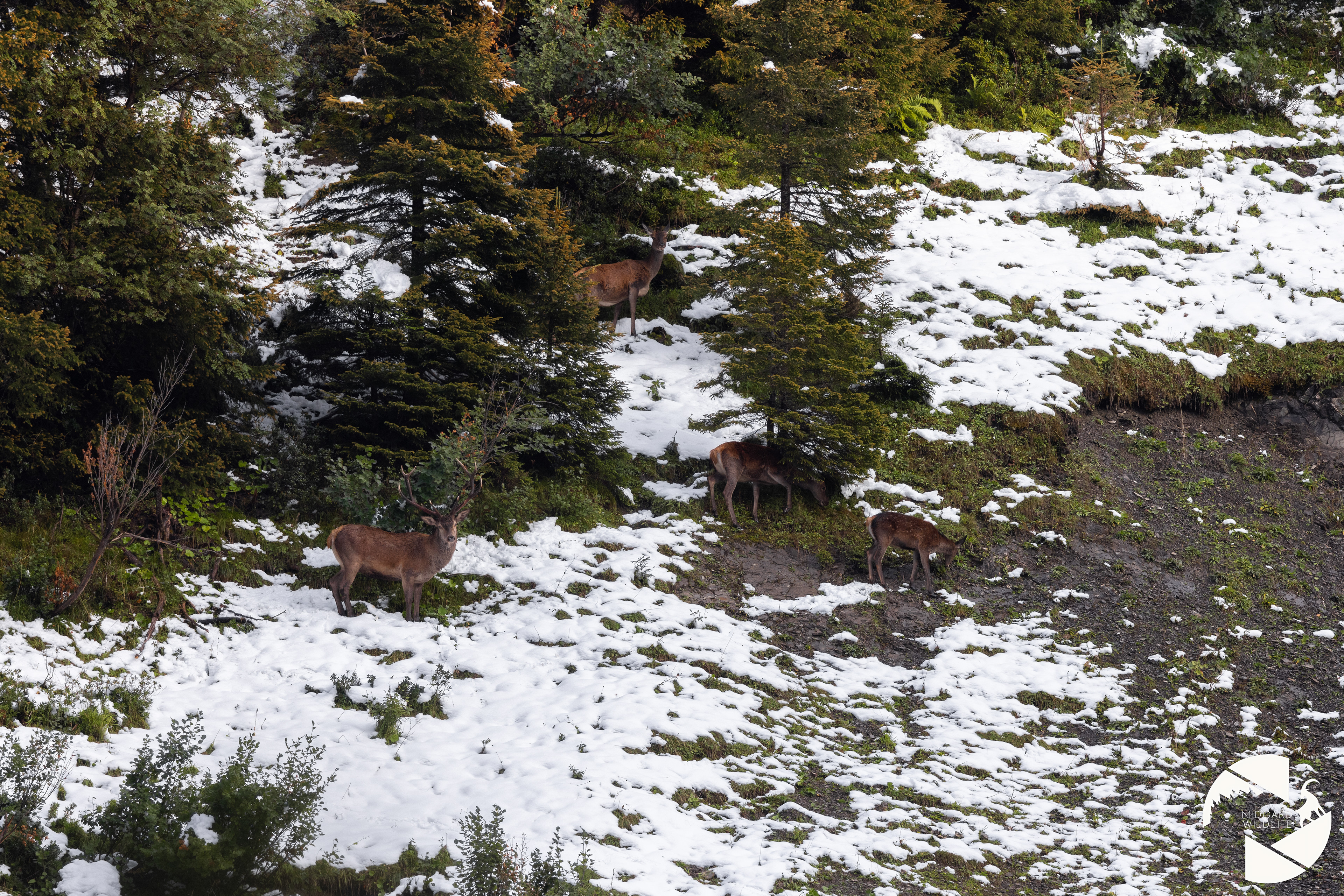 Cerf élaphe, biches & faon