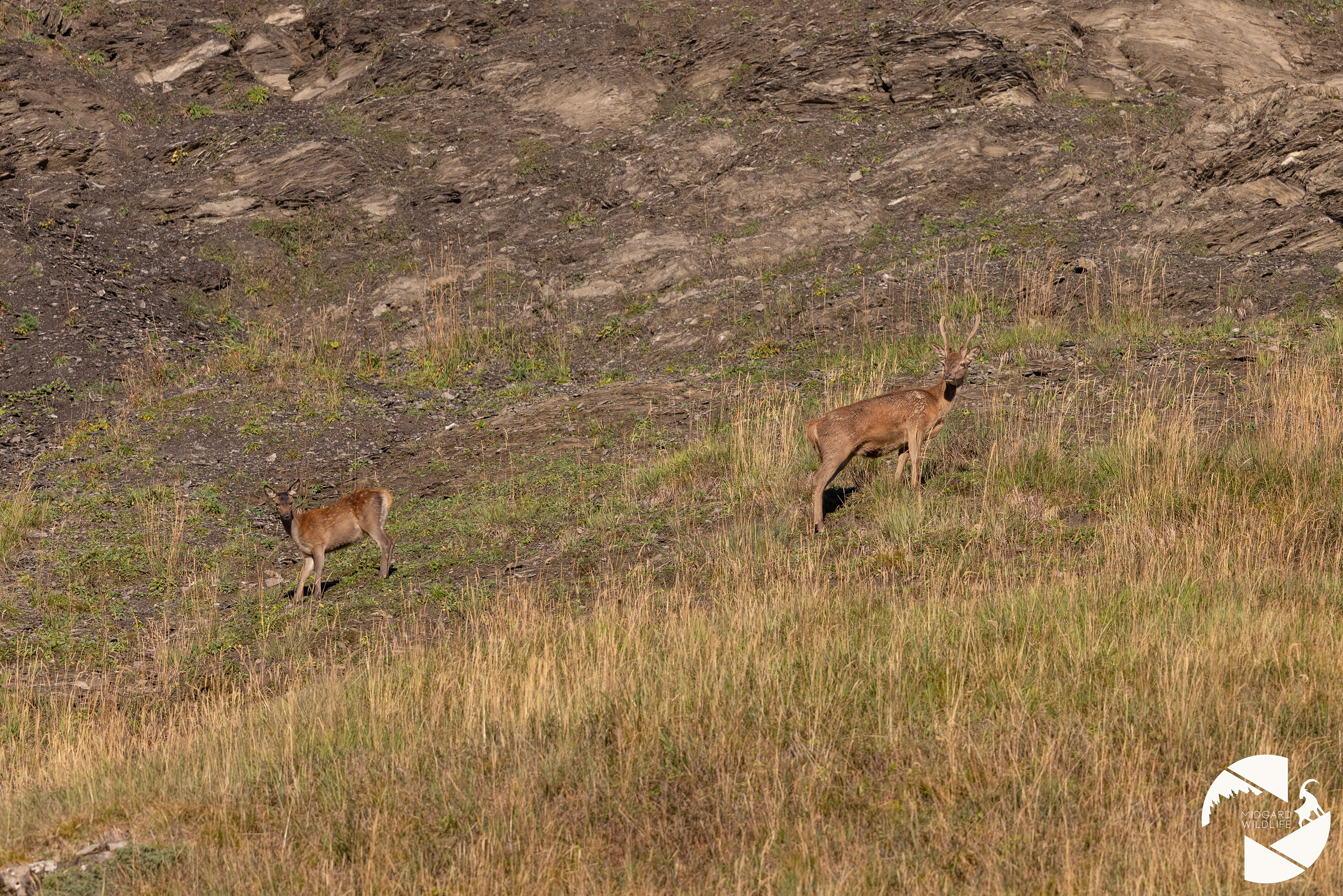 Cerfs élaphe
