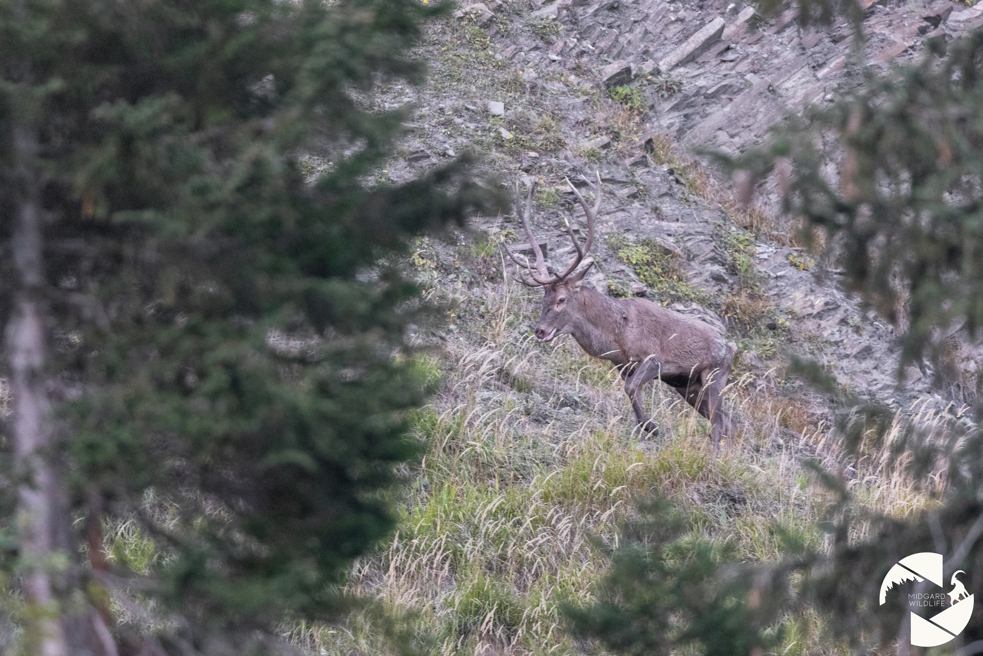 Cerf