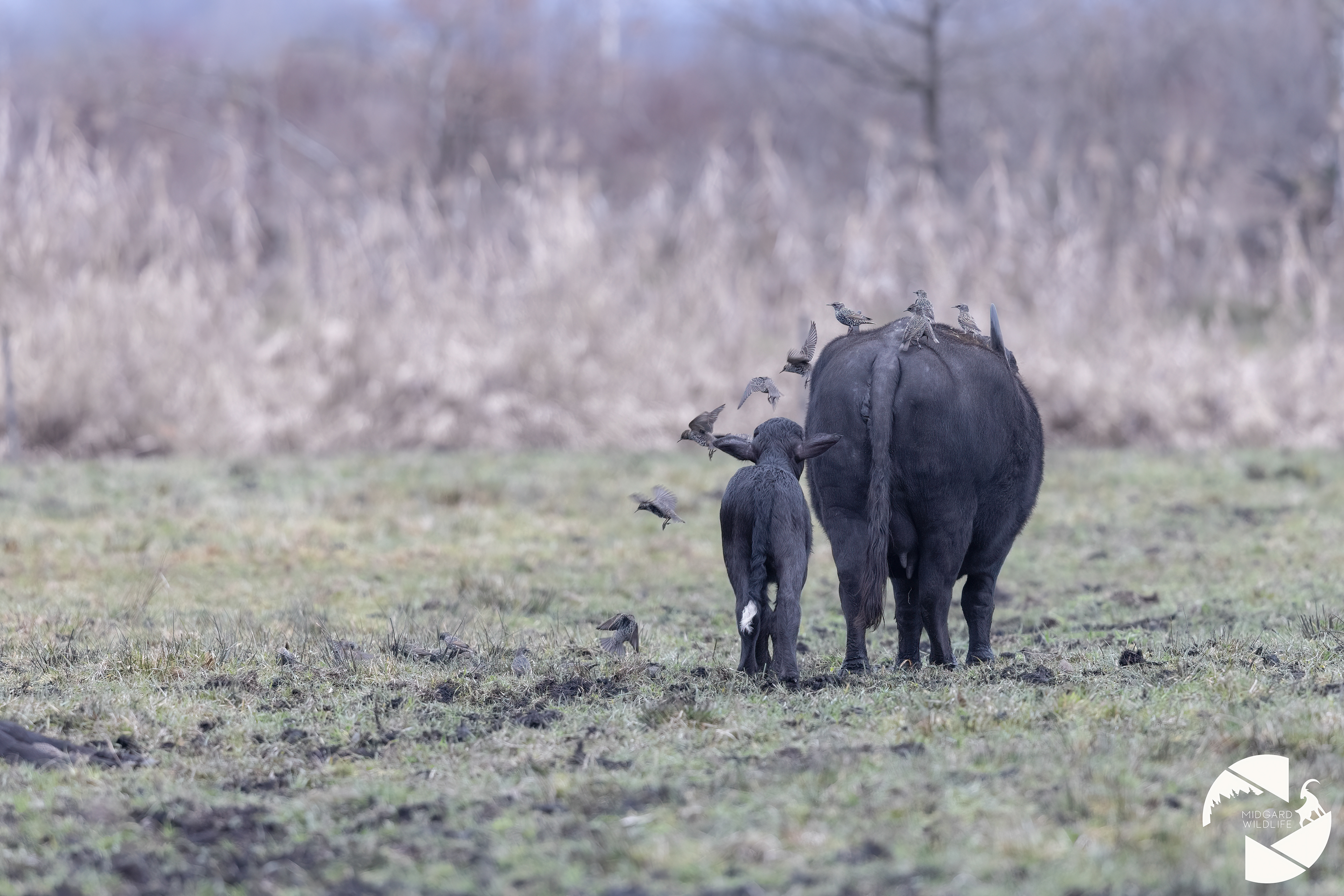 Etourneaux sansonnets & buffles d'eau