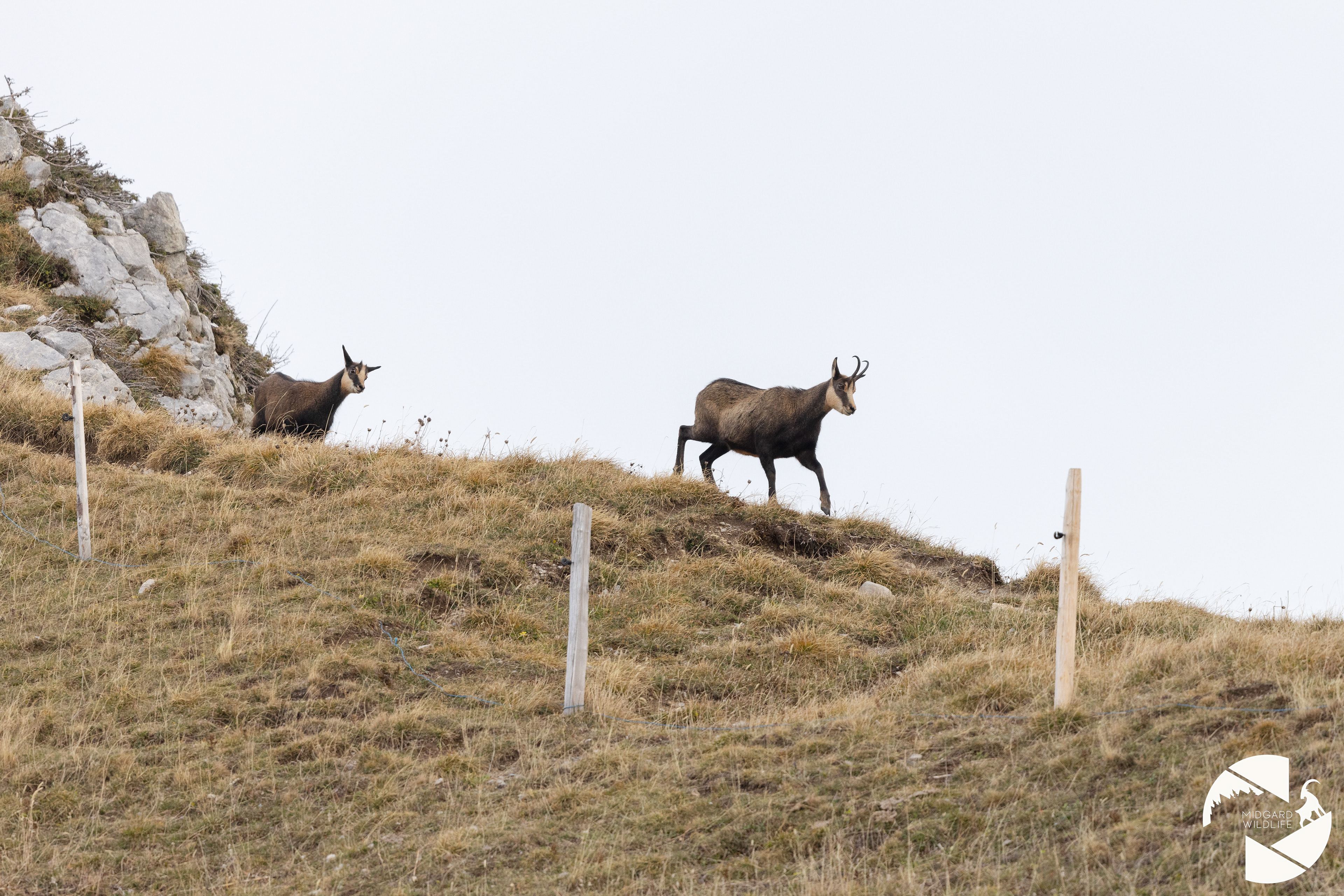 Chamois