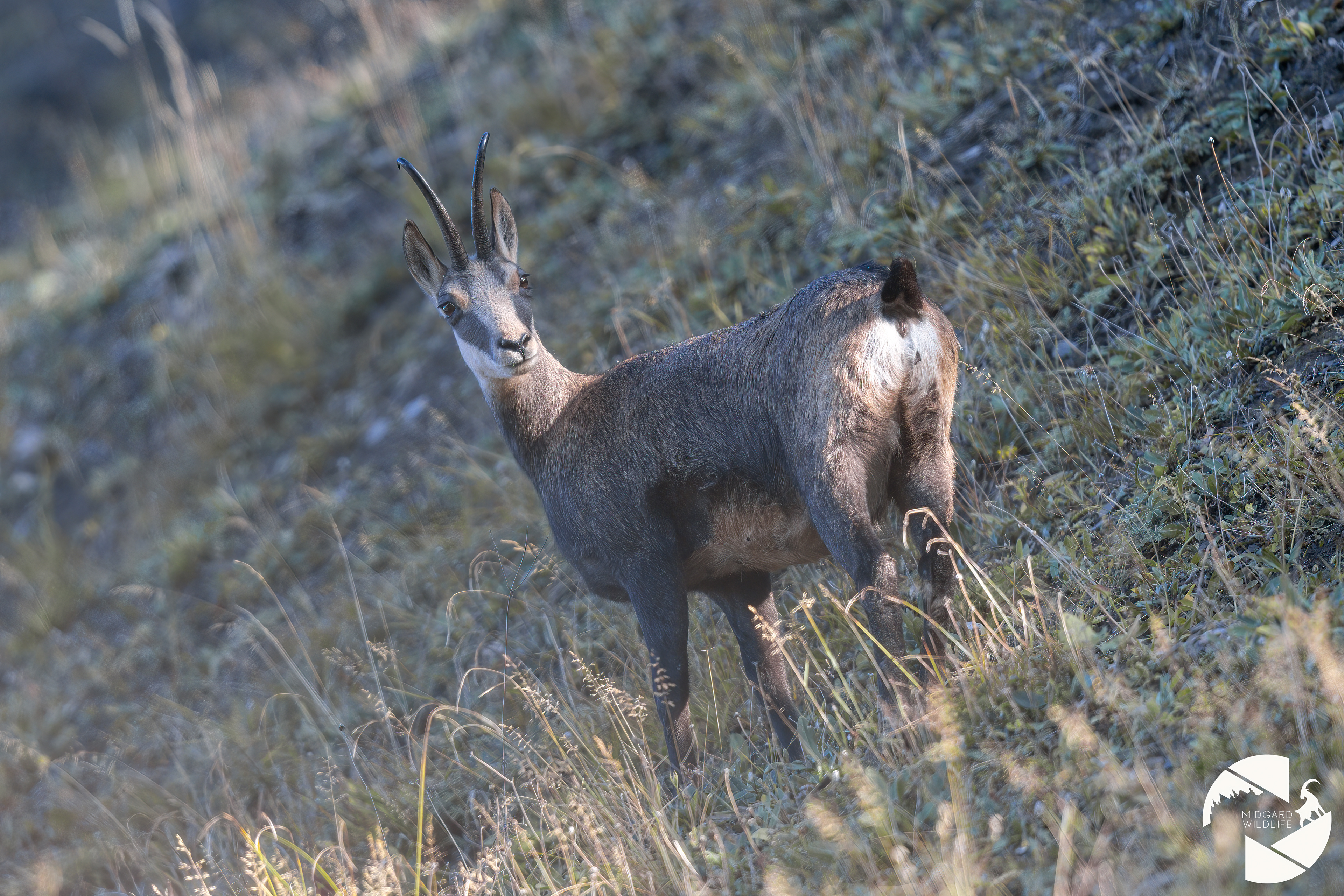 Chamois