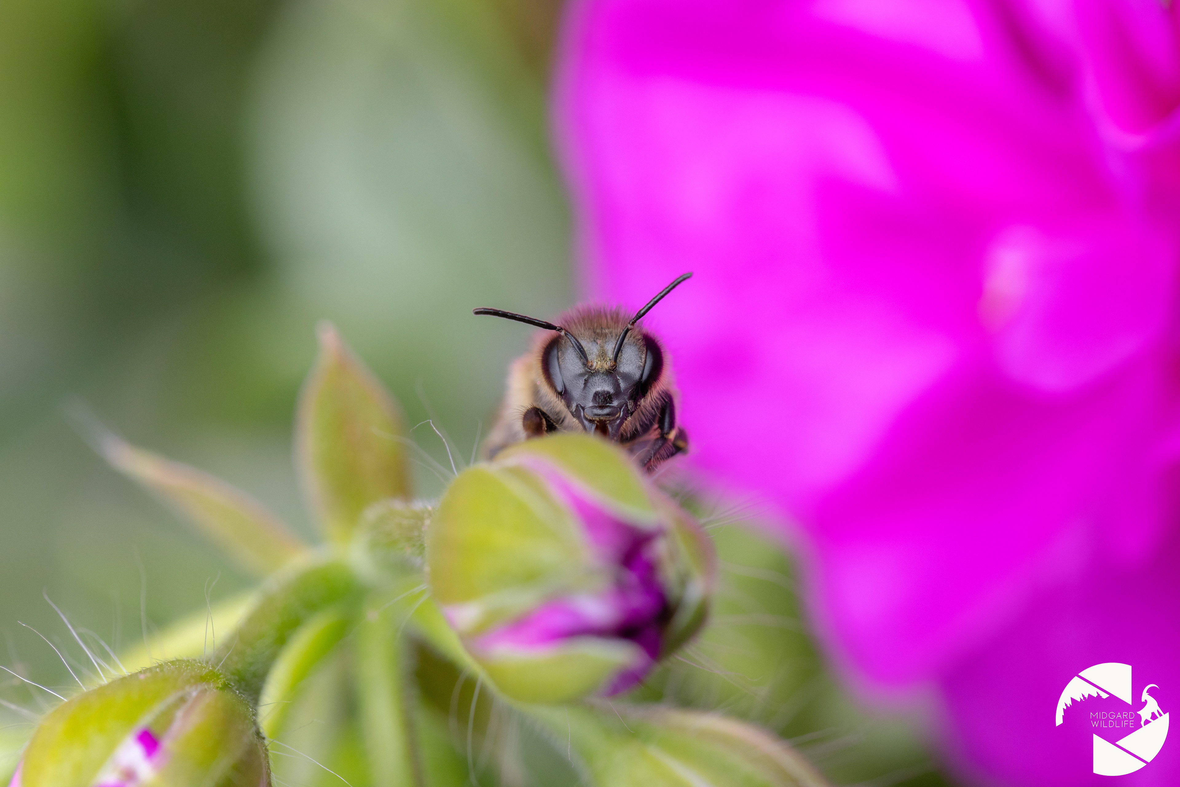 Abeille