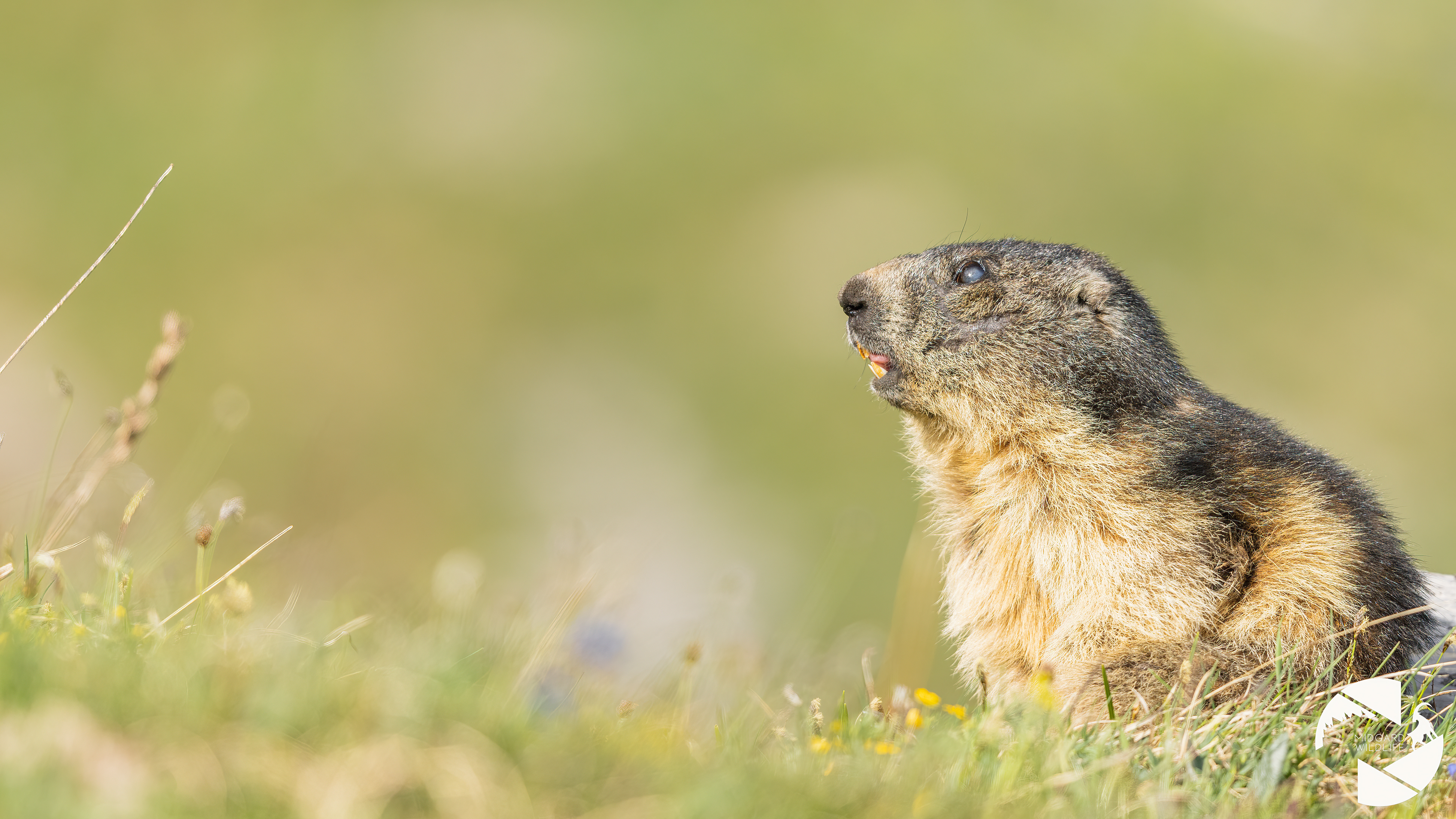 Marmotte