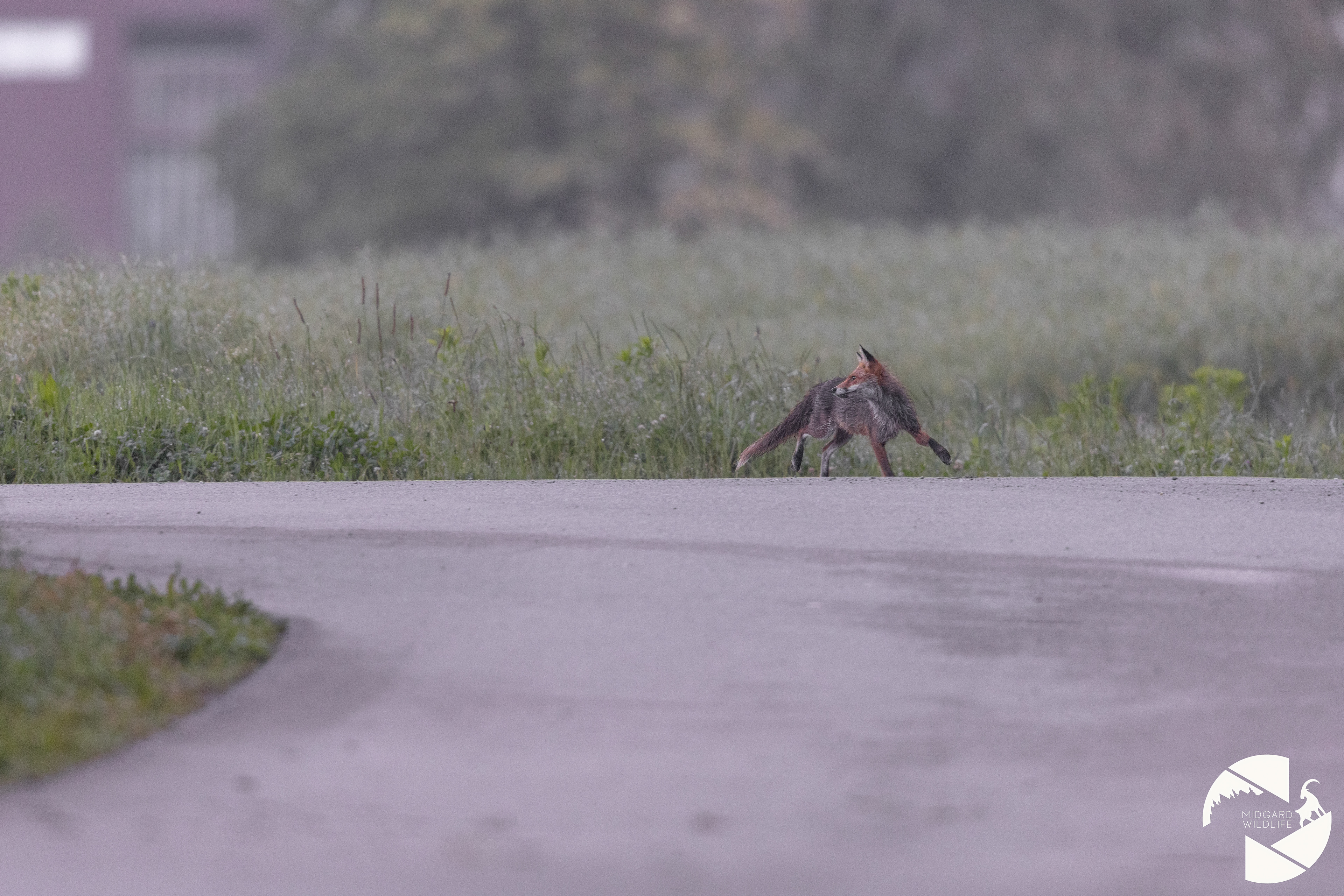 Renard