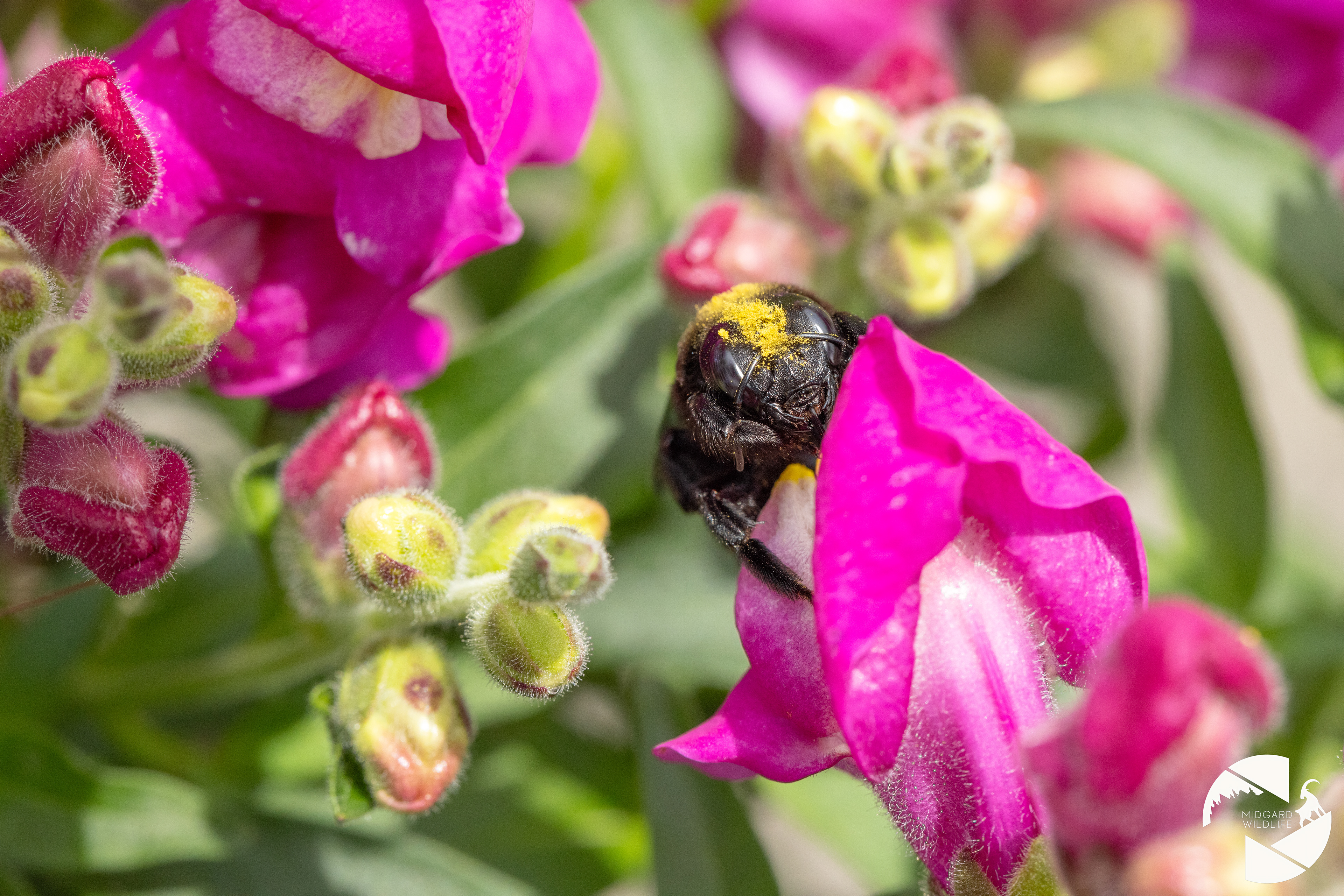 Abeille charpentière