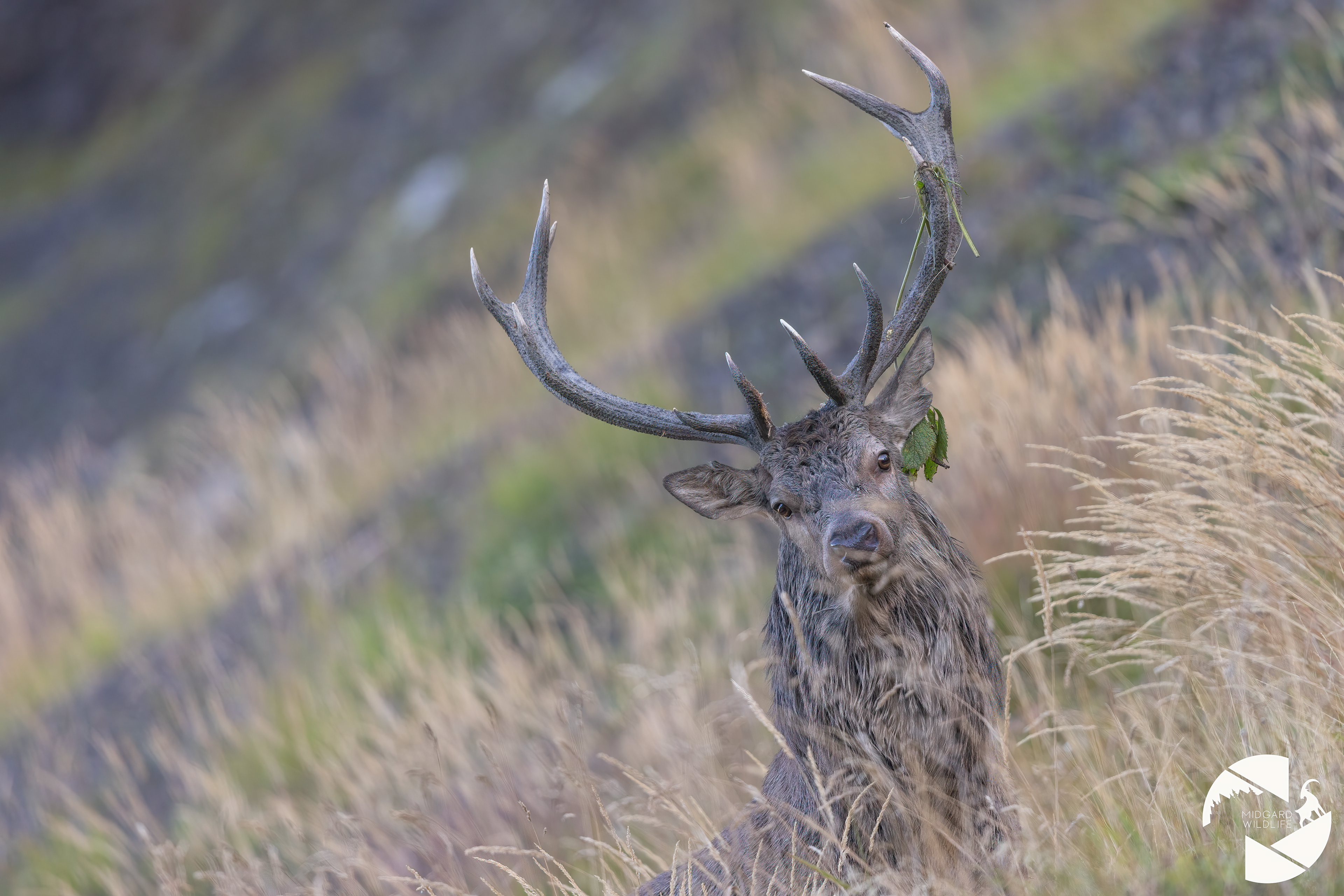 Cerf élaphe