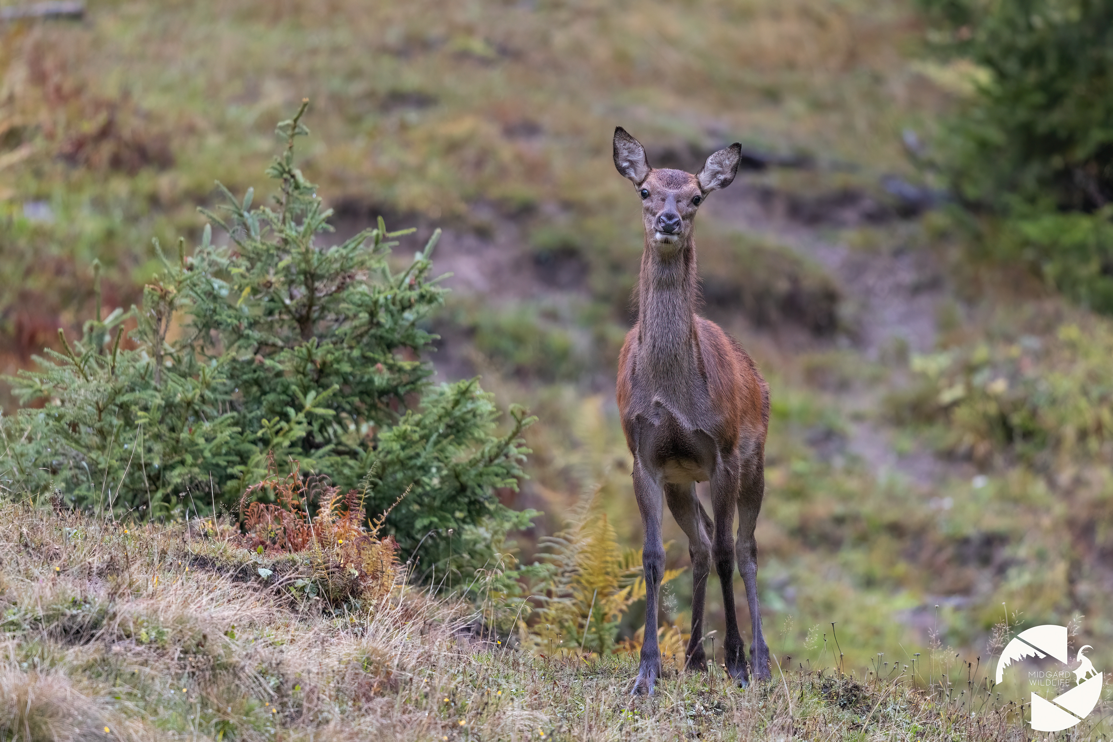 Cerf élaphe