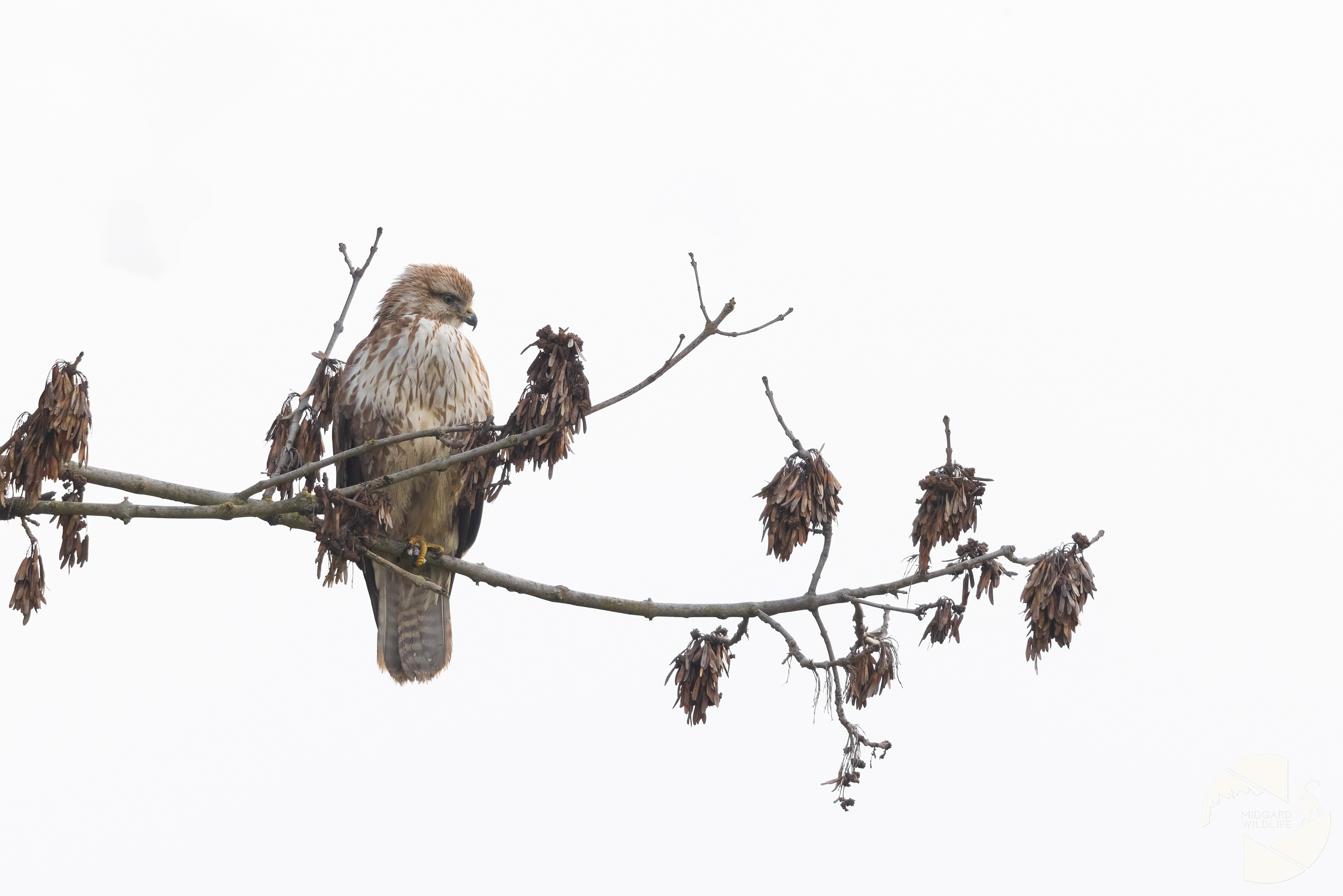Buse variable