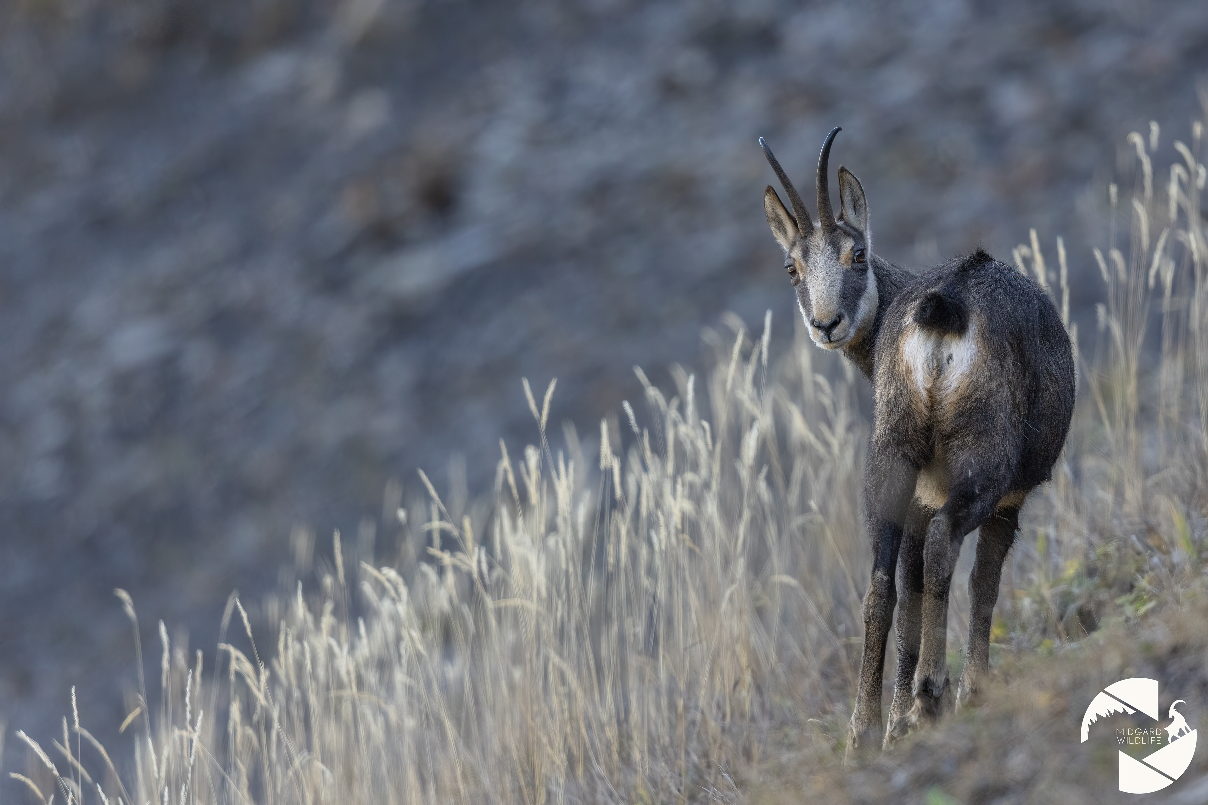 Chamois