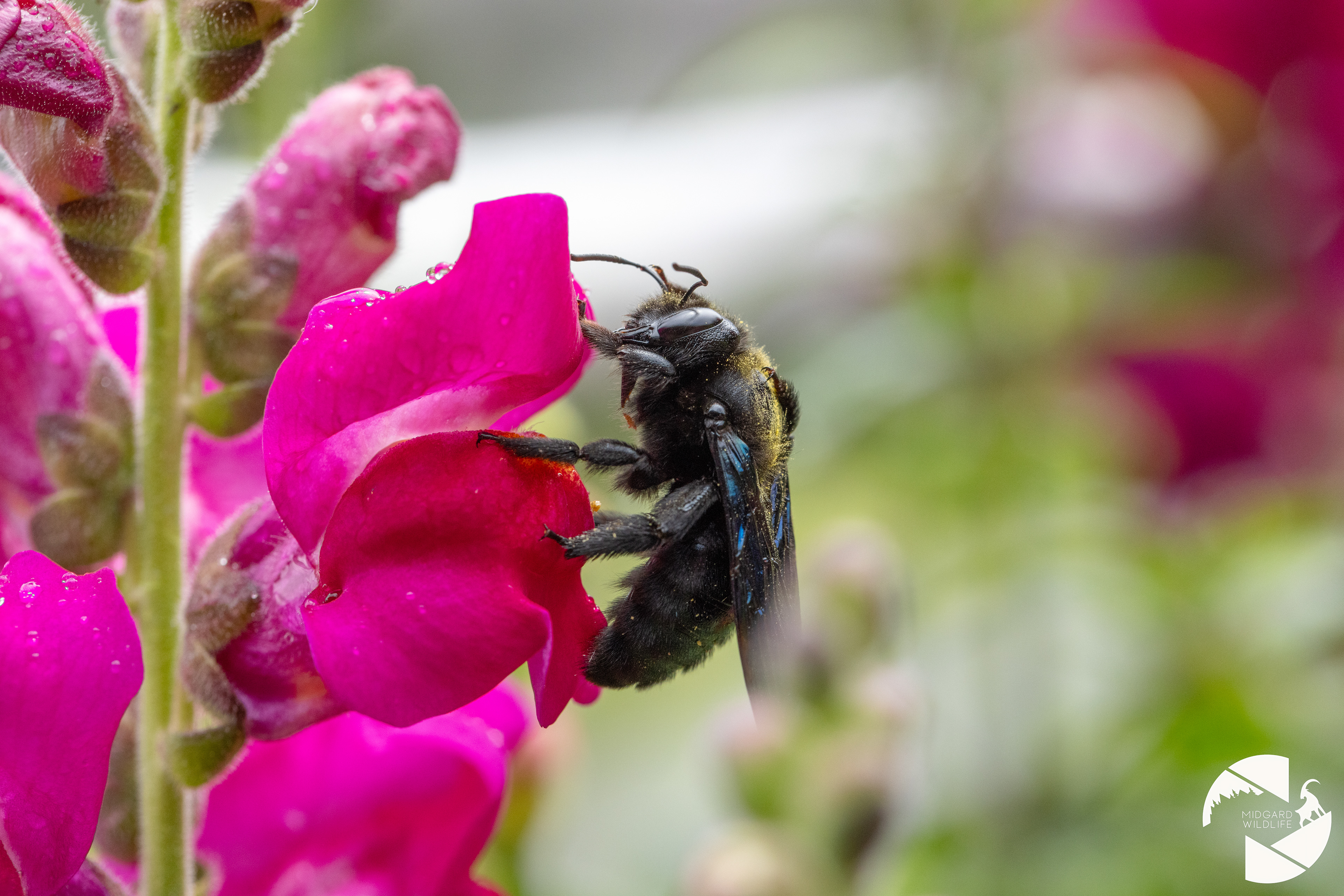 Abeille charpentière