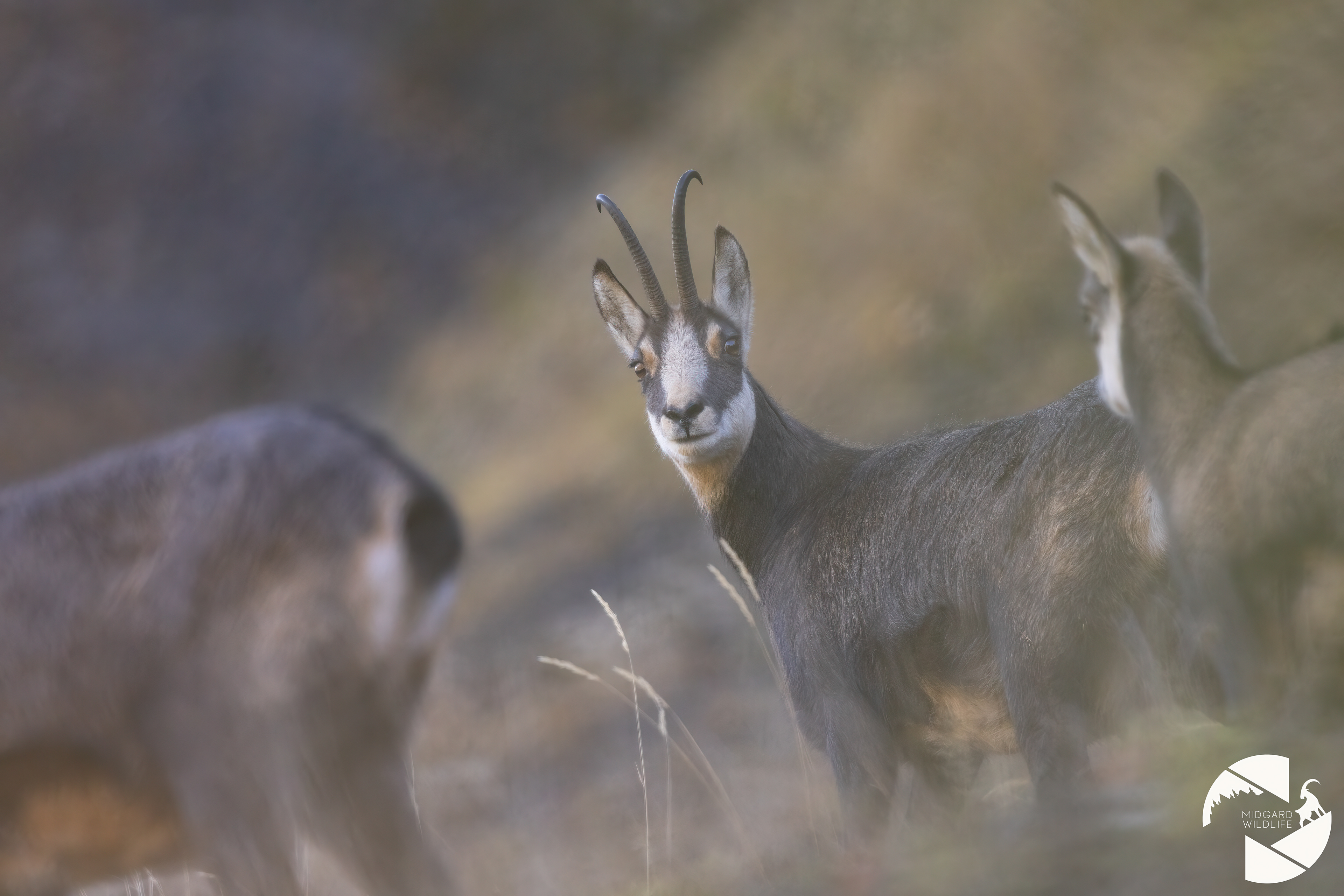 Chamois