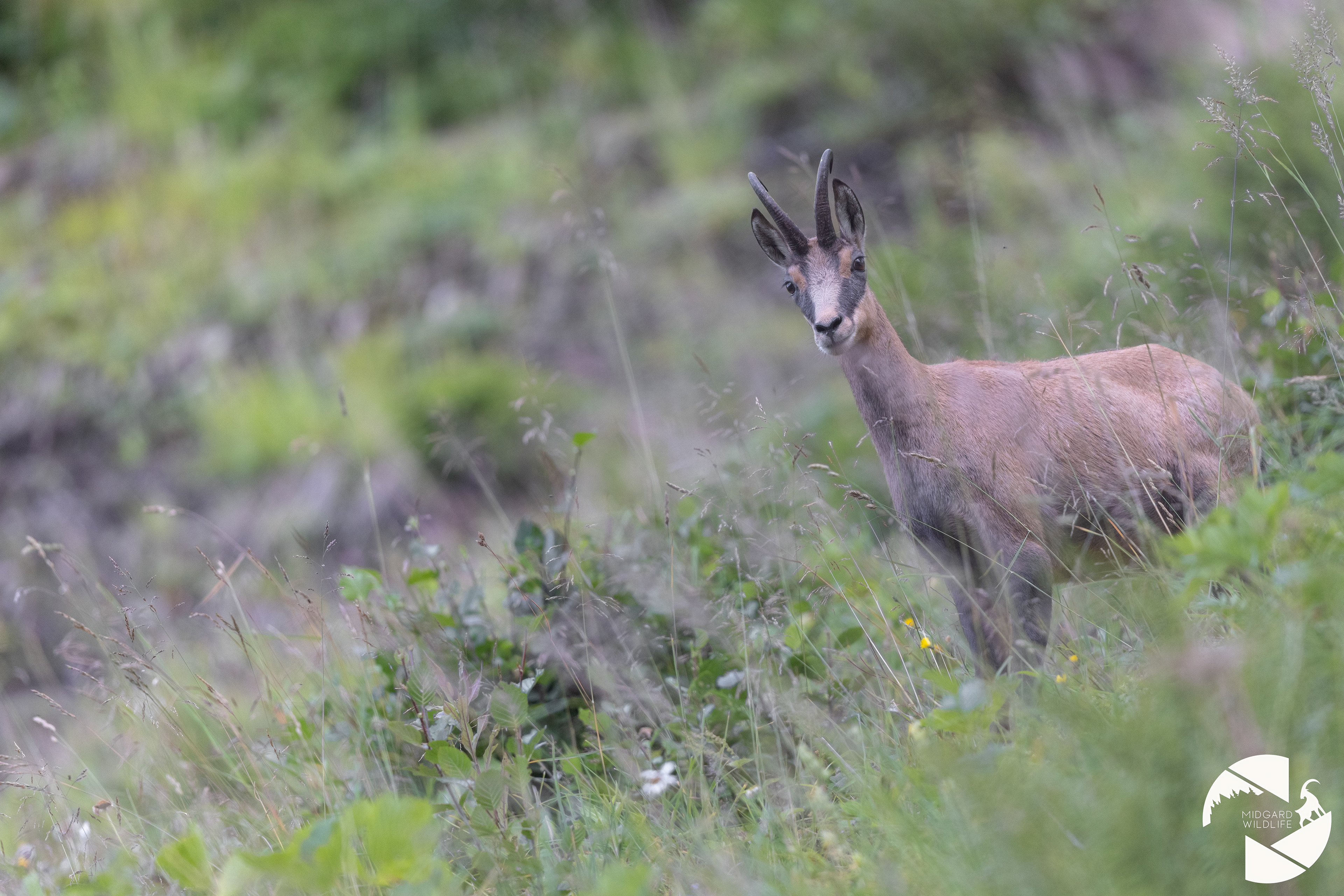 Chamois