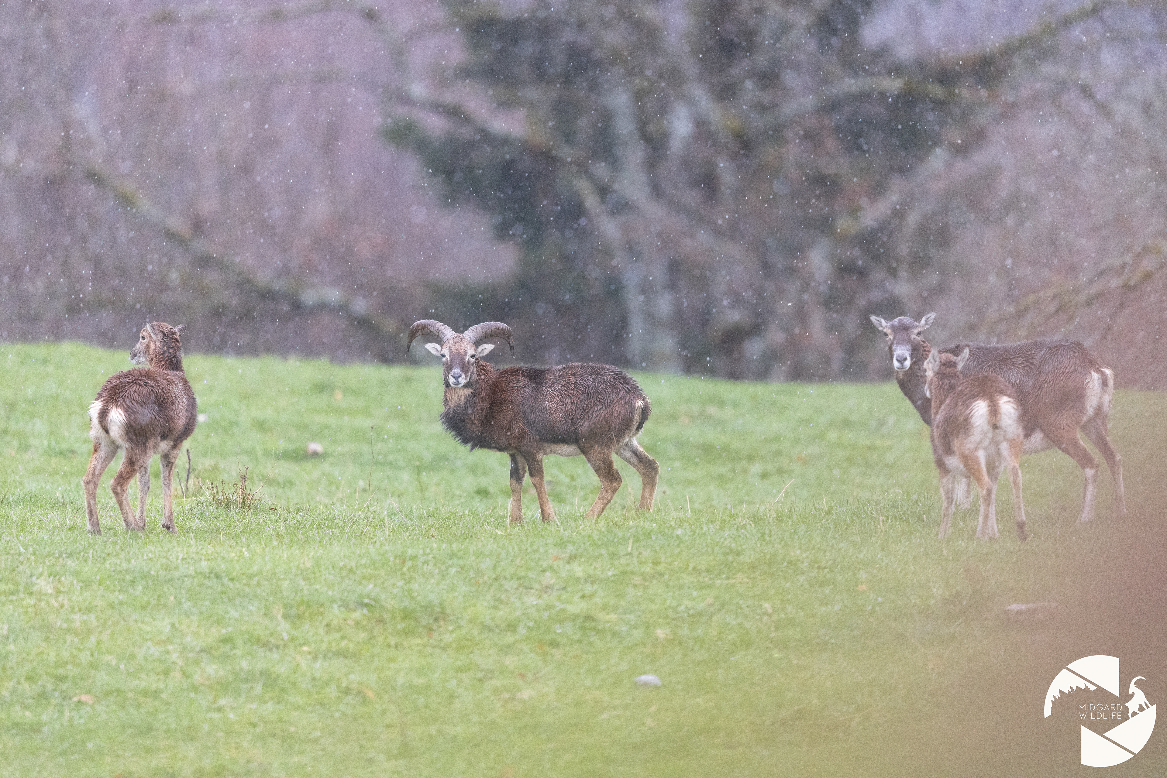 Mouflons