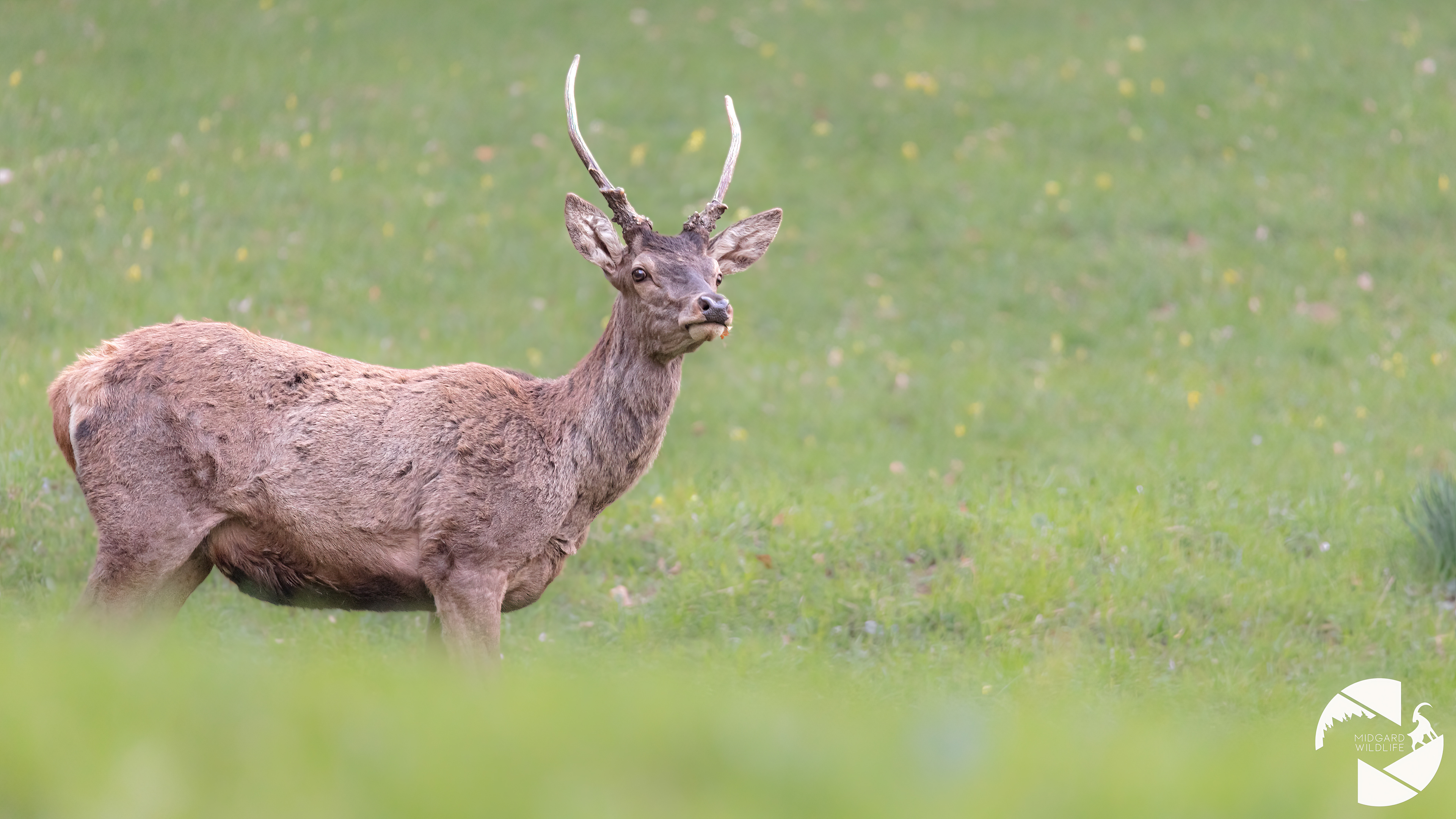 Cerf élaphe