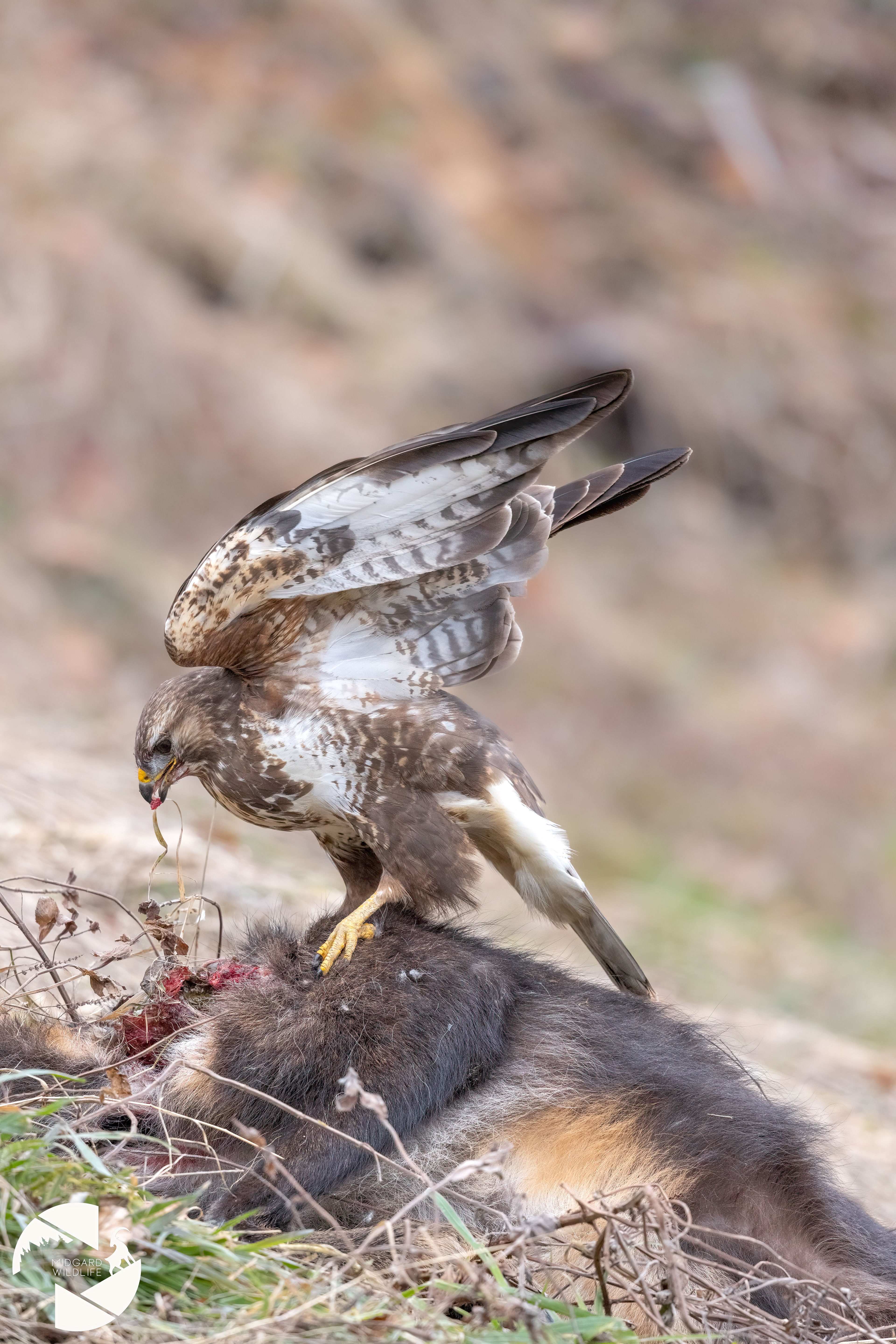 Buse variable & carcasse de chamois