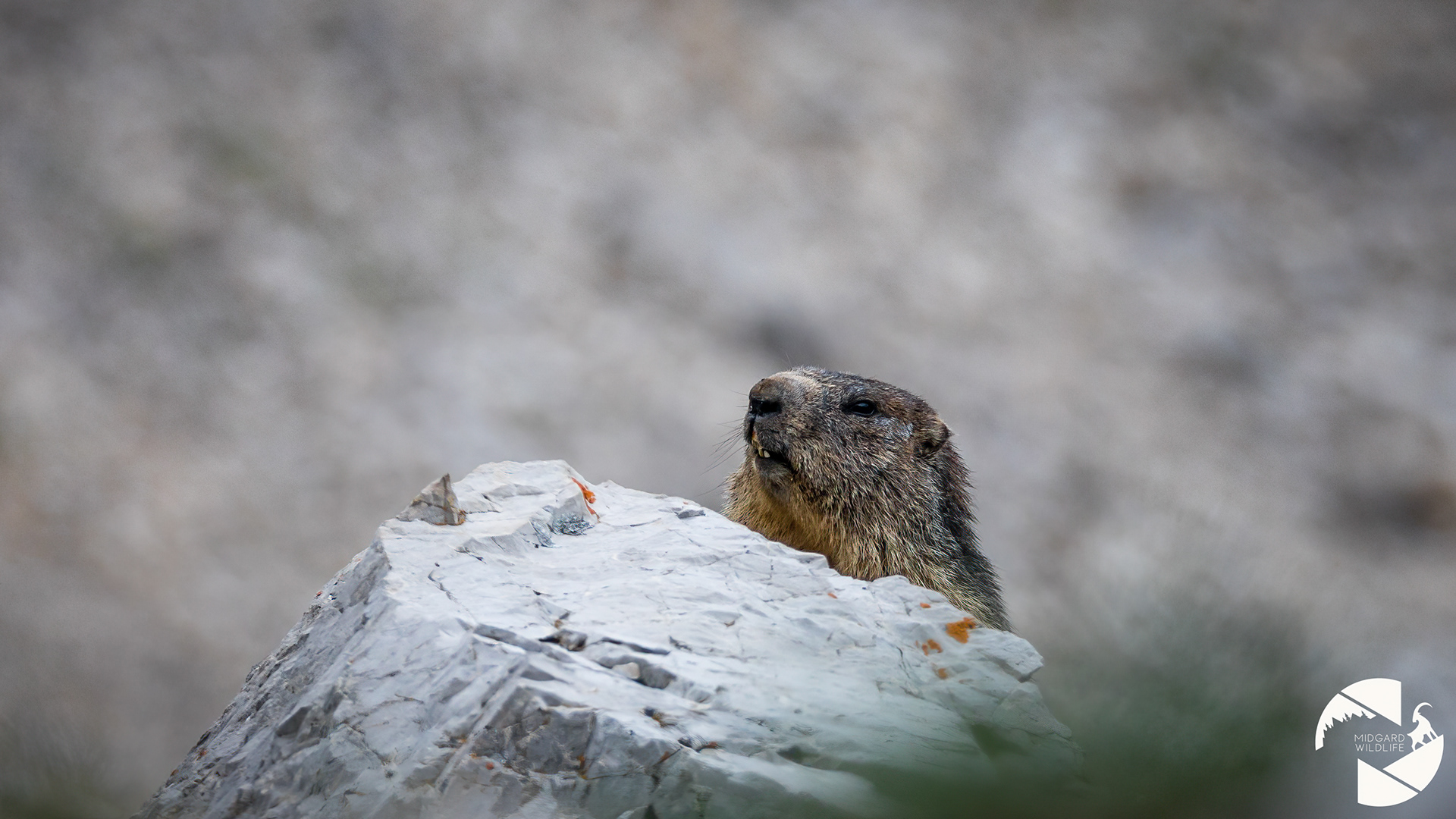 Marmotte