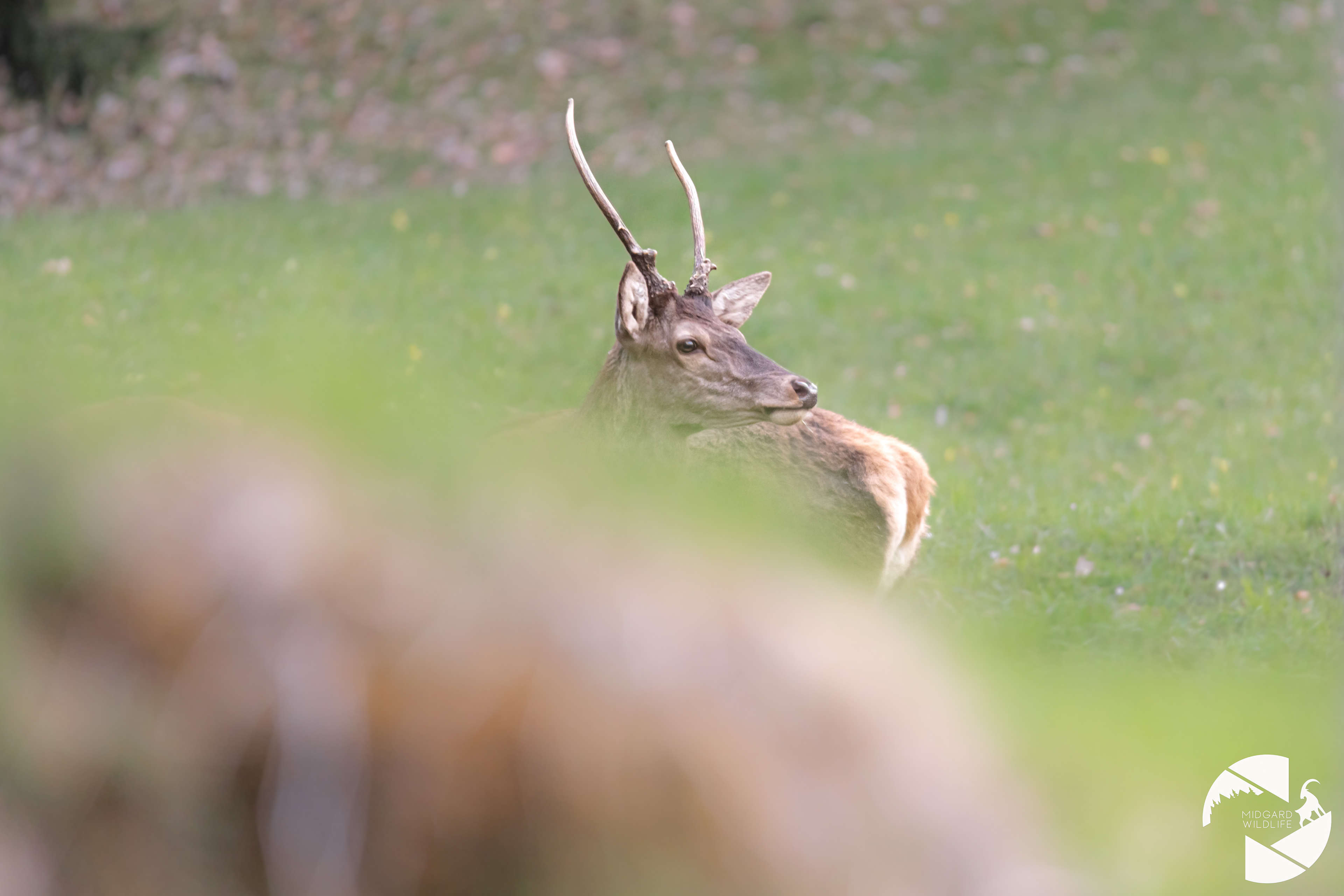Cerf élaphe