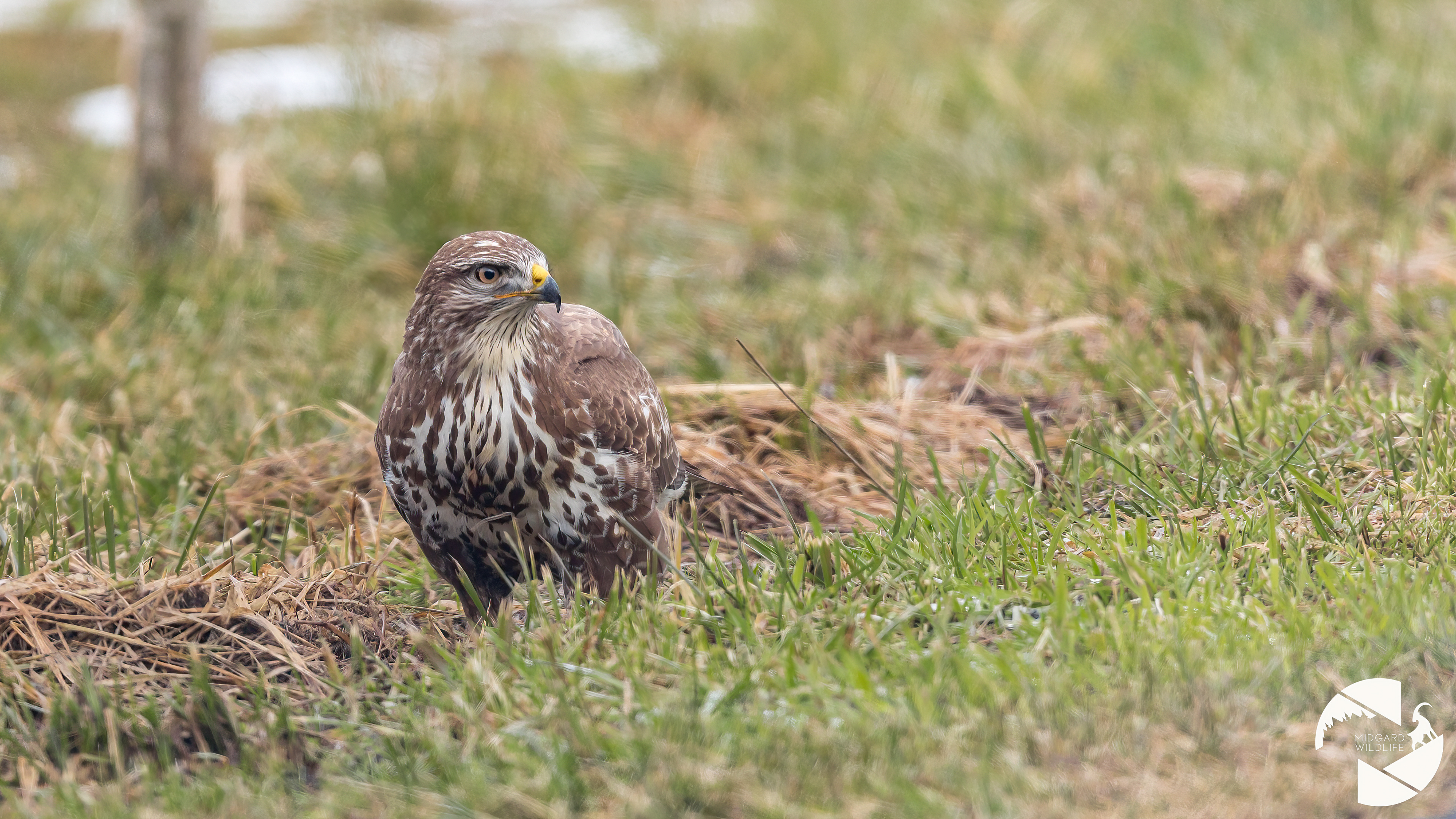 Buse variable