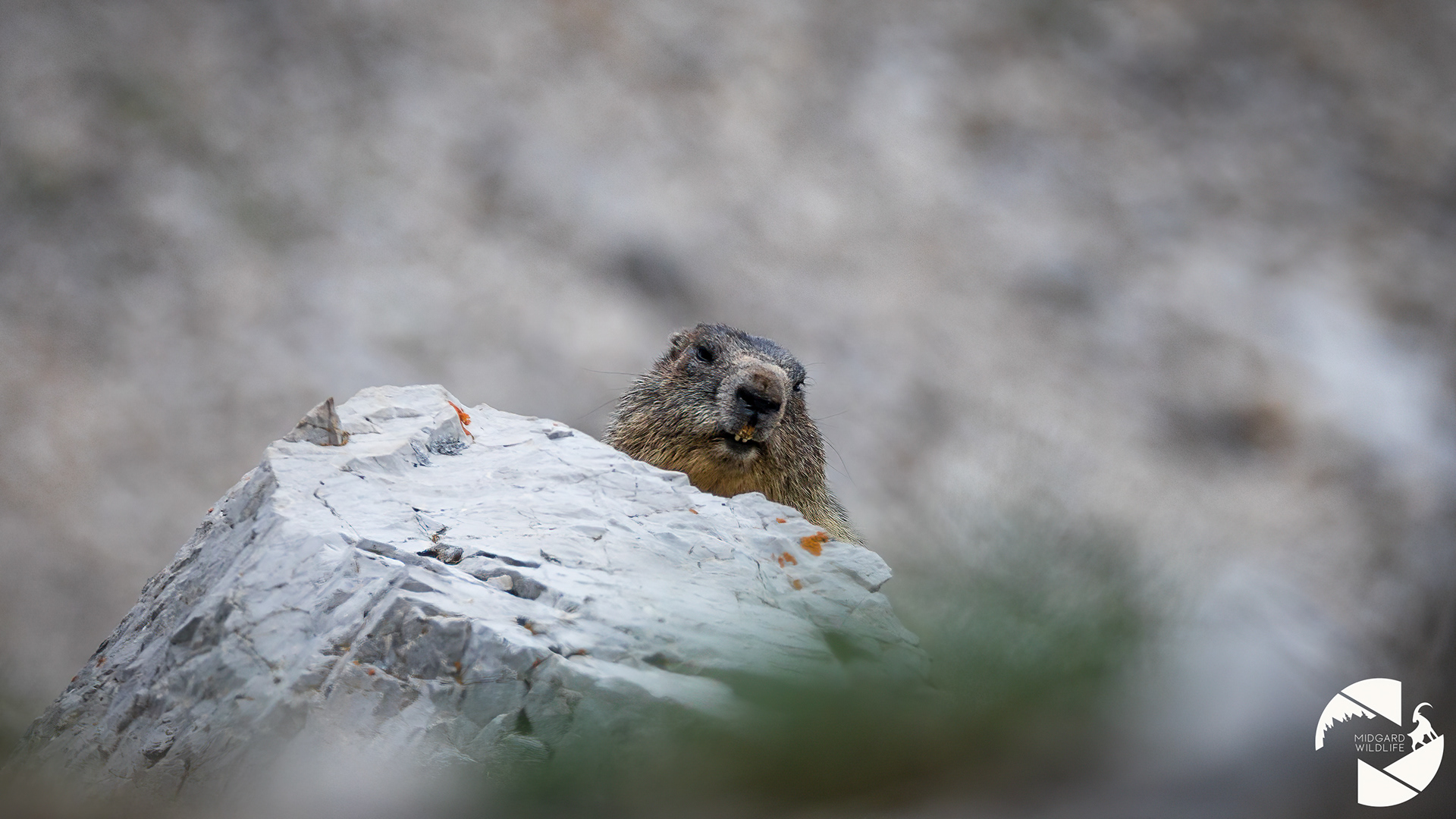 Marmotte