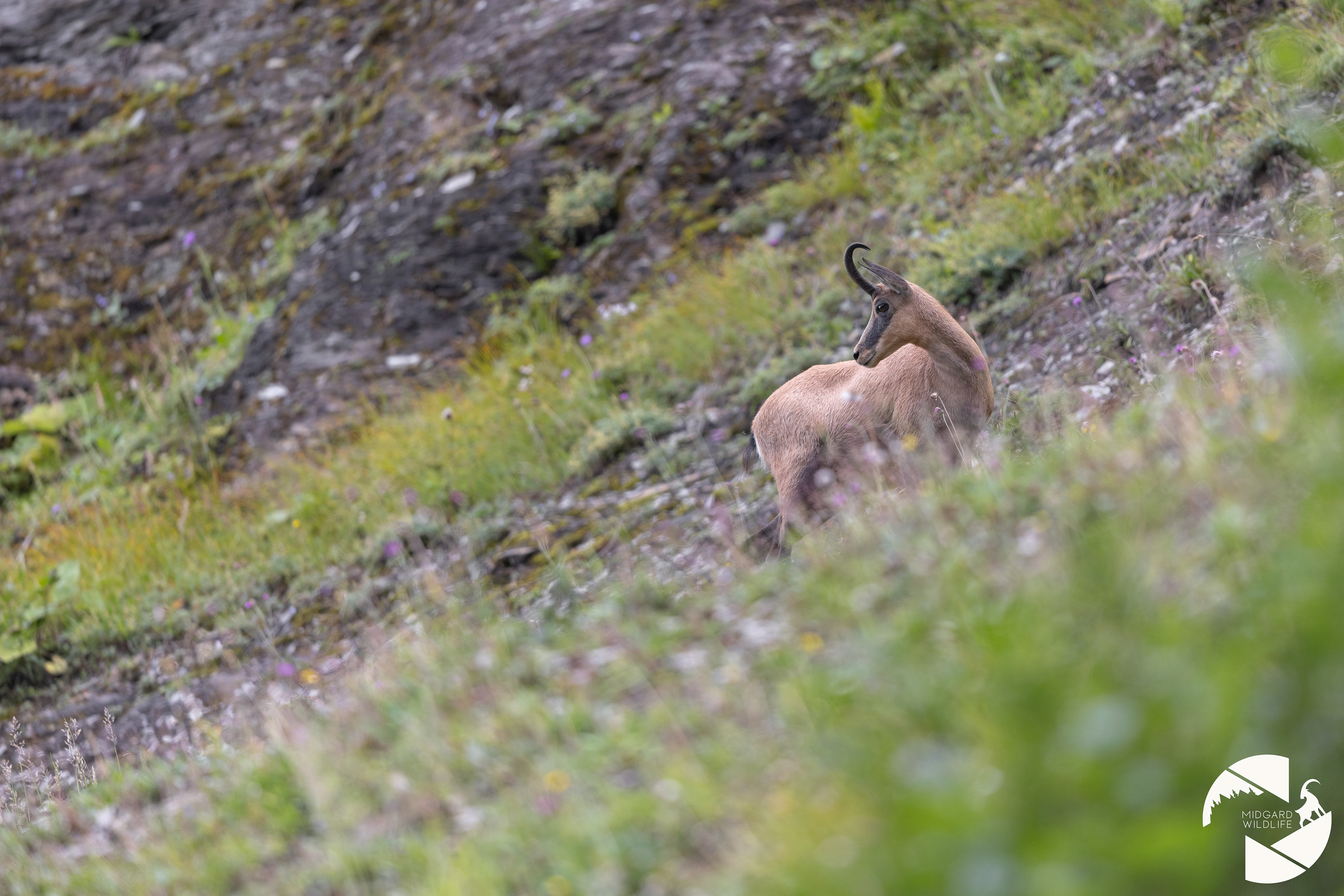 Chamois
