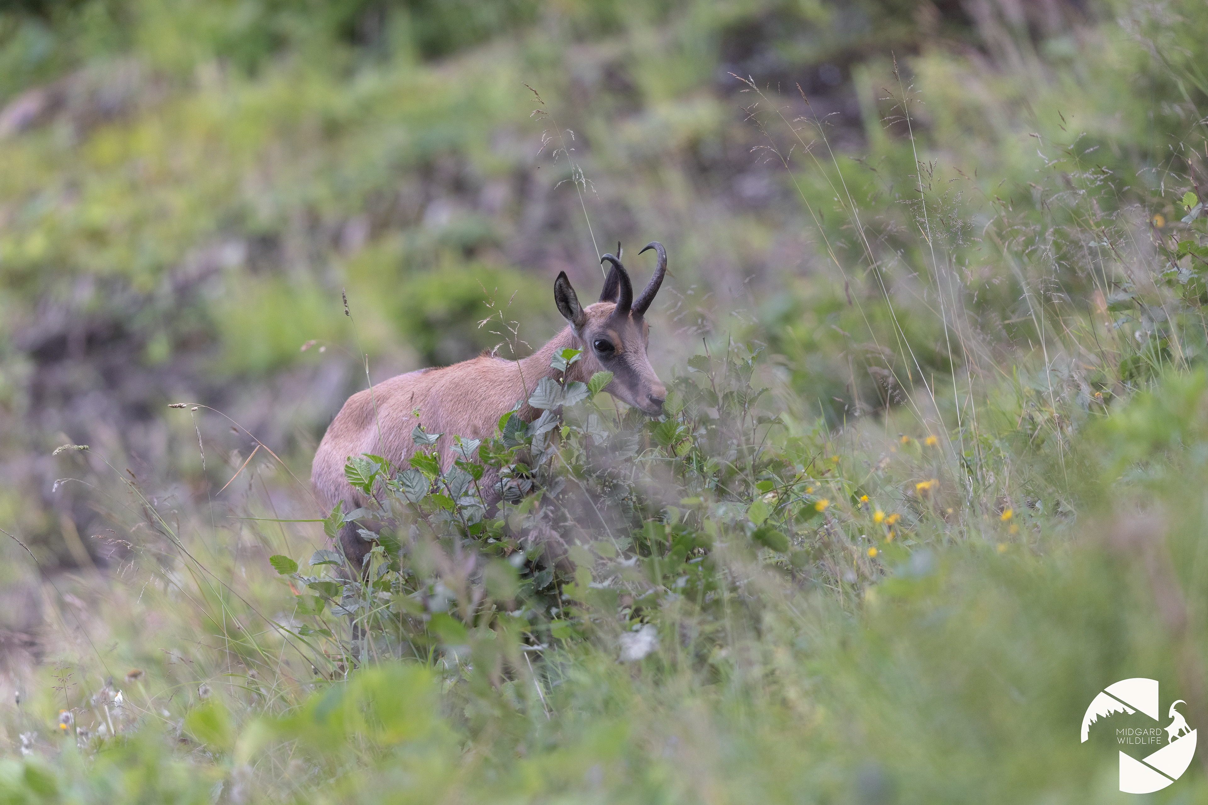 Chamois