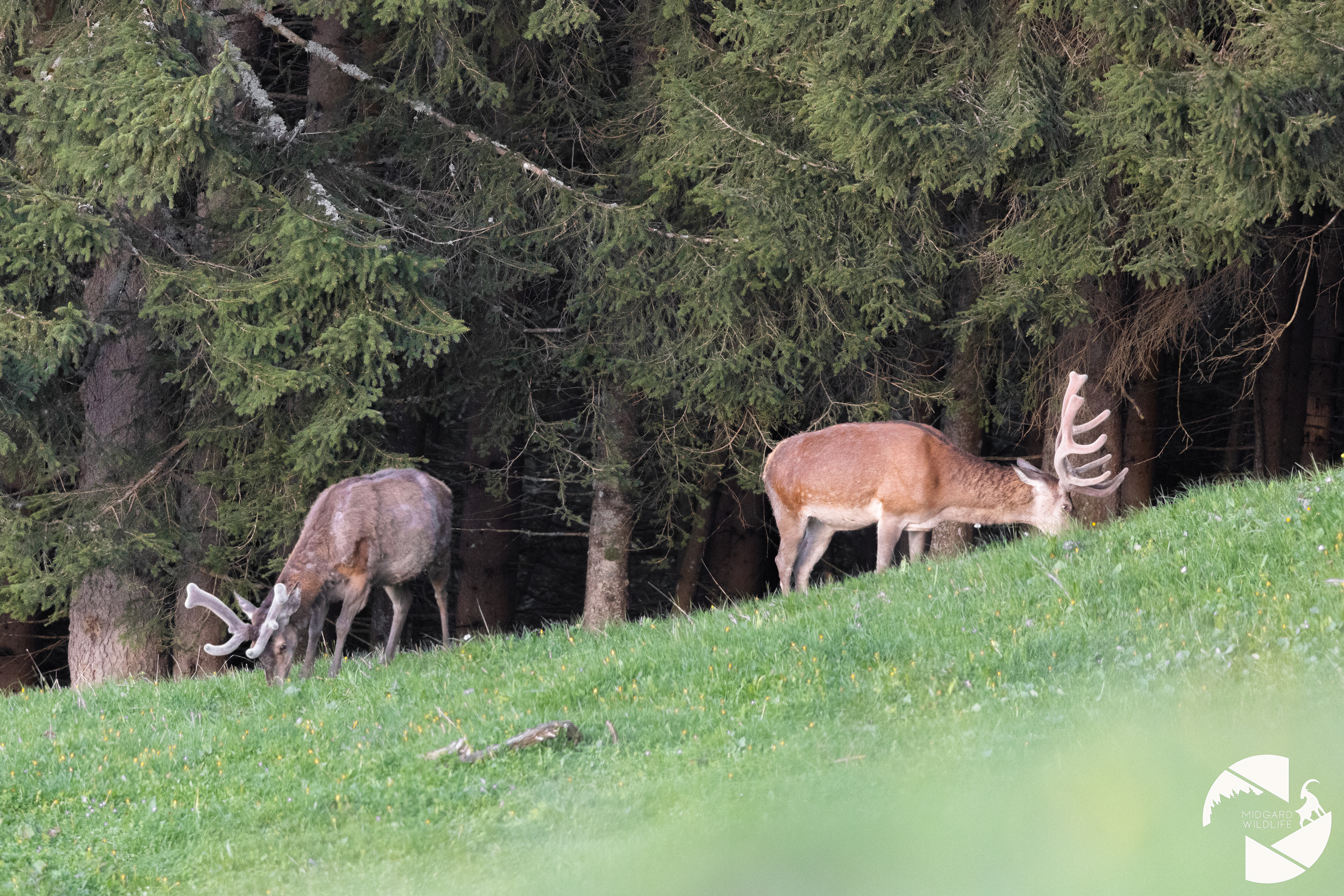 Cerfs