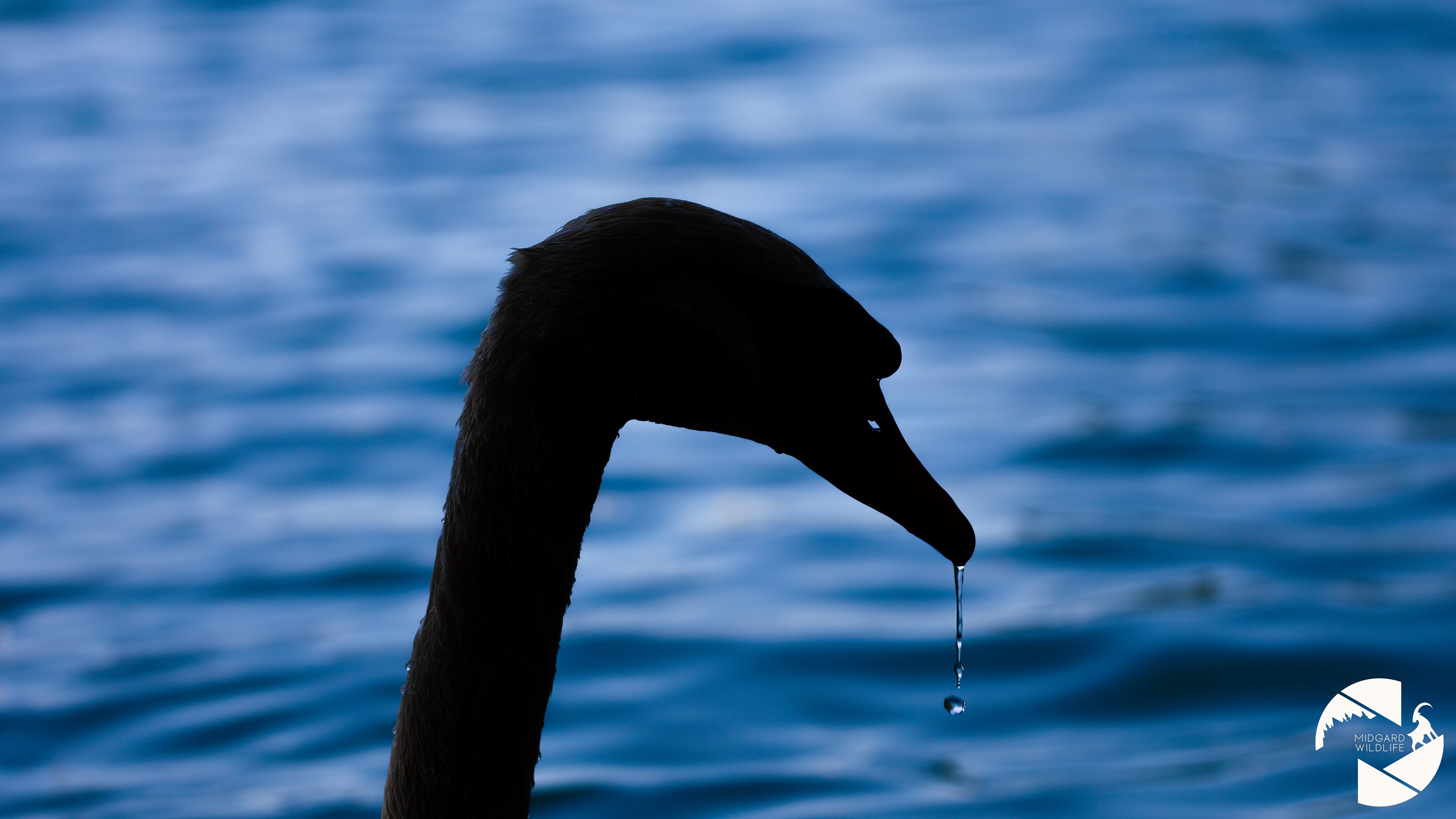 Cygne tuberculé