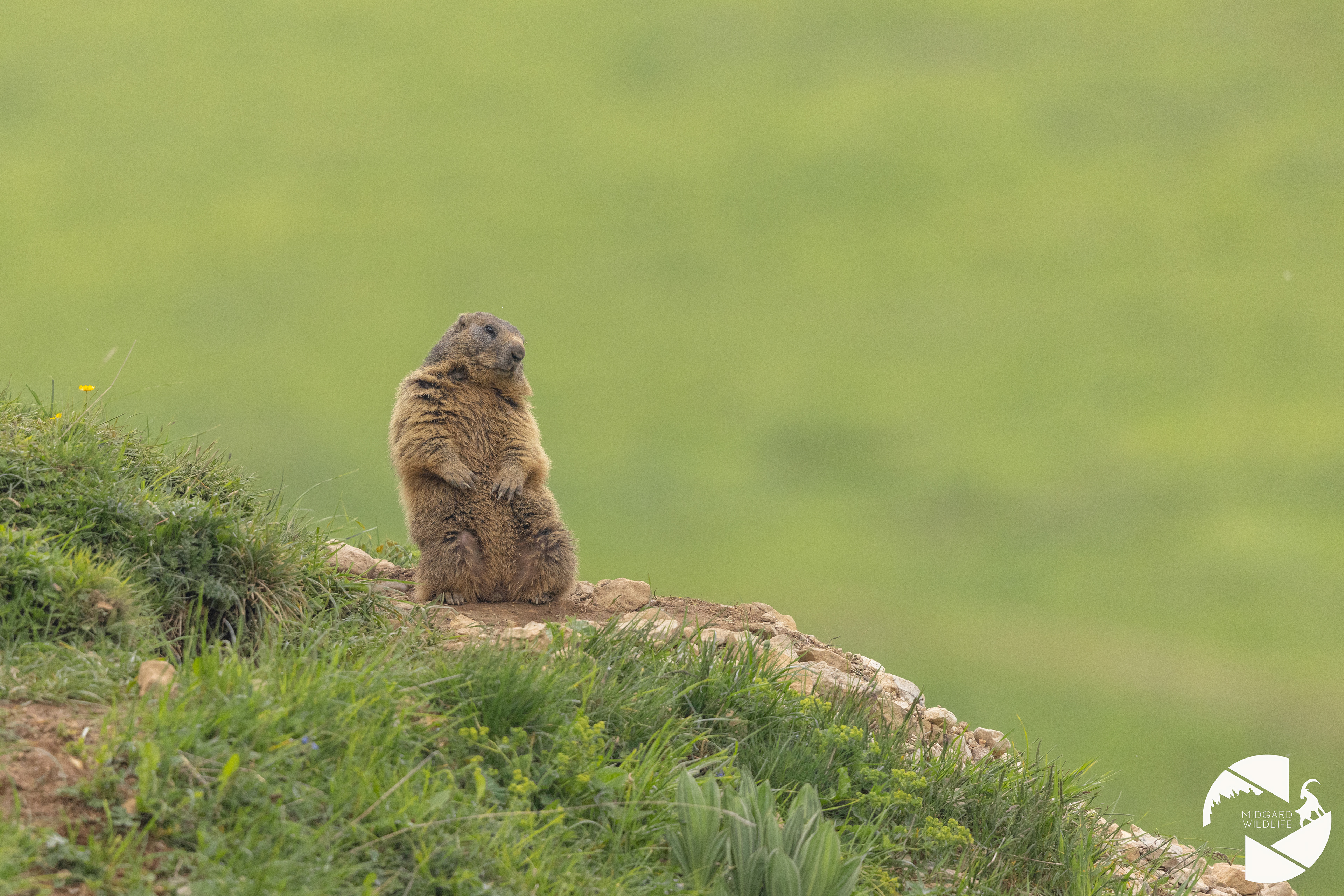 Marmotte