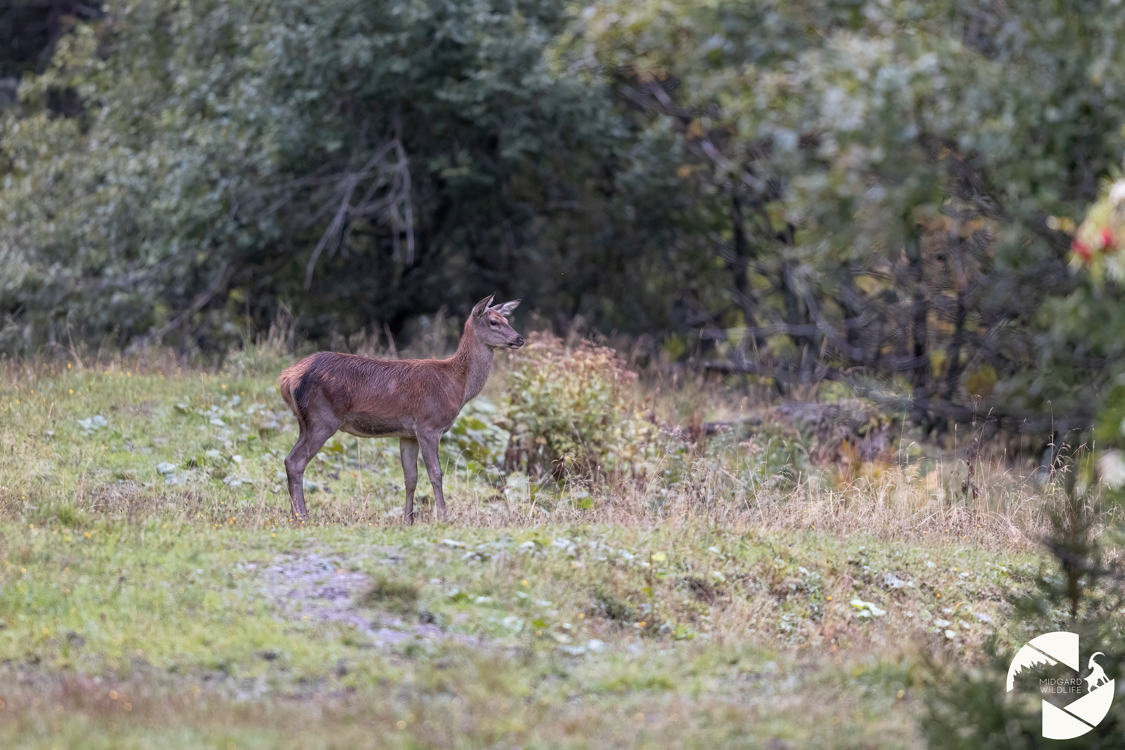 Cerf élaphe