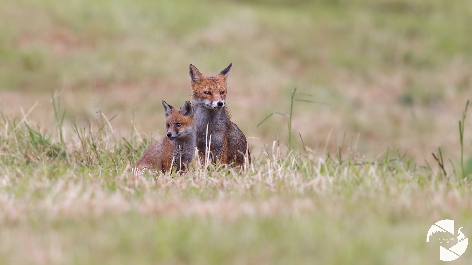 Renard roux & renardeau