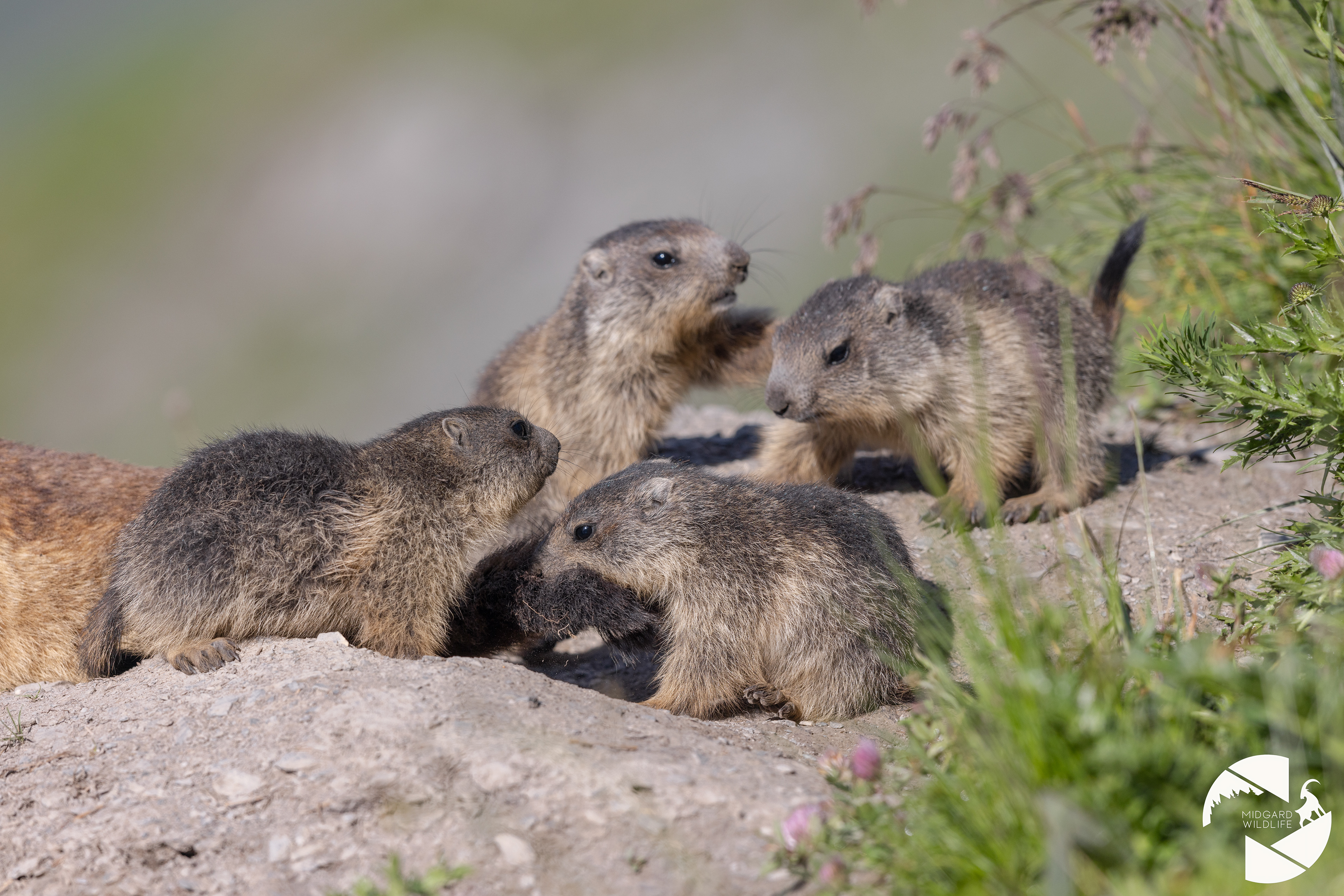 Marmotte & marmottons