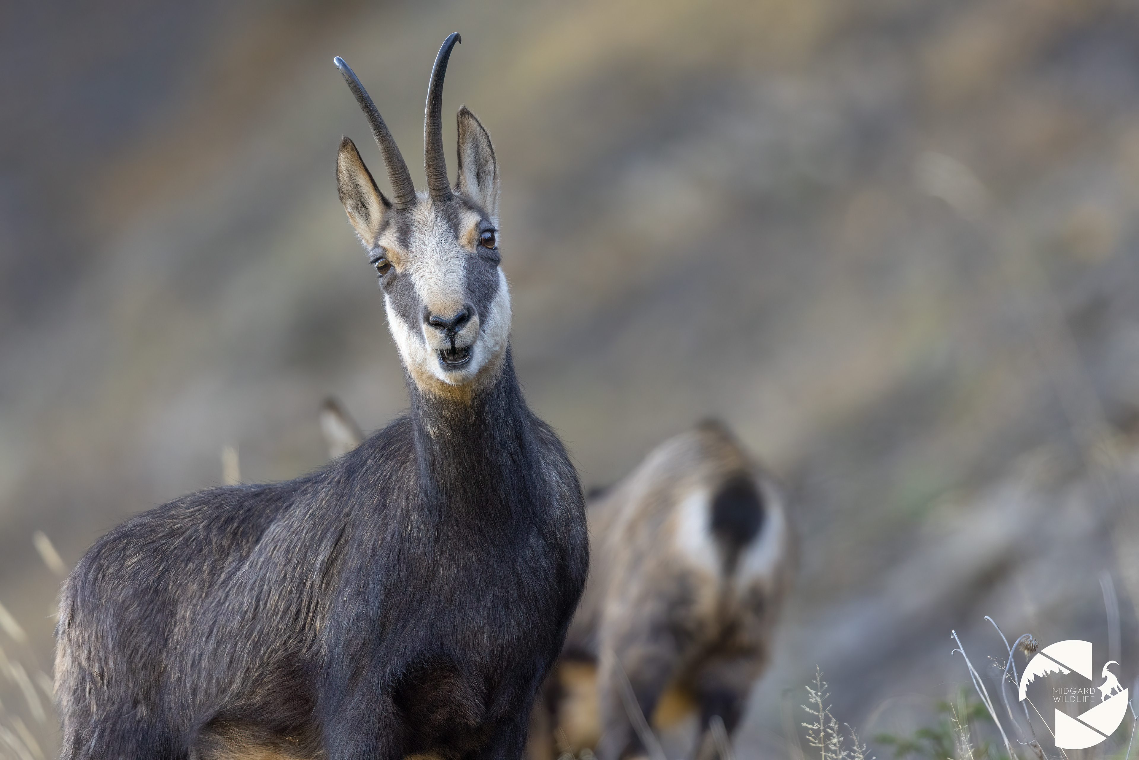 Chamois