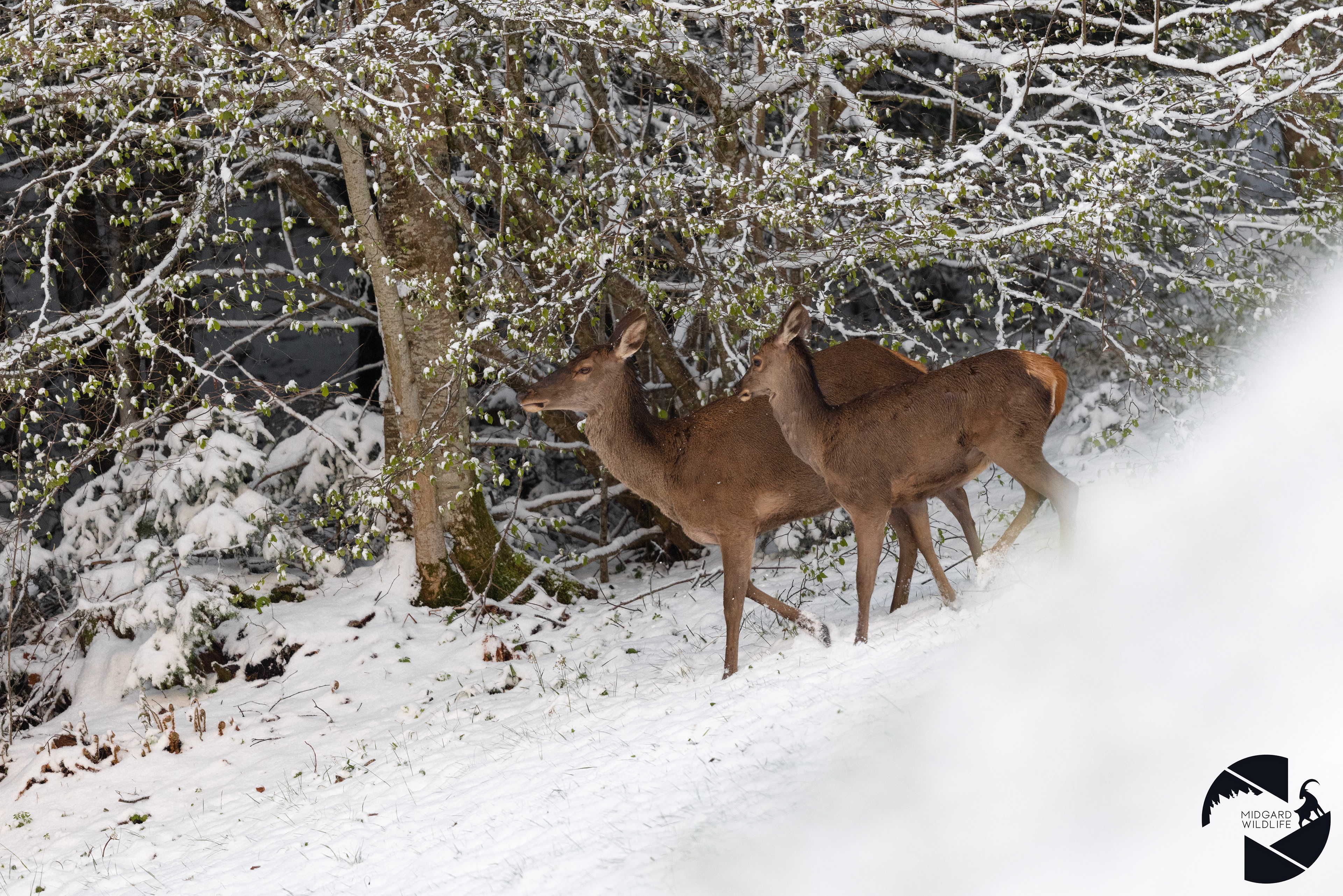 Biche & Faon