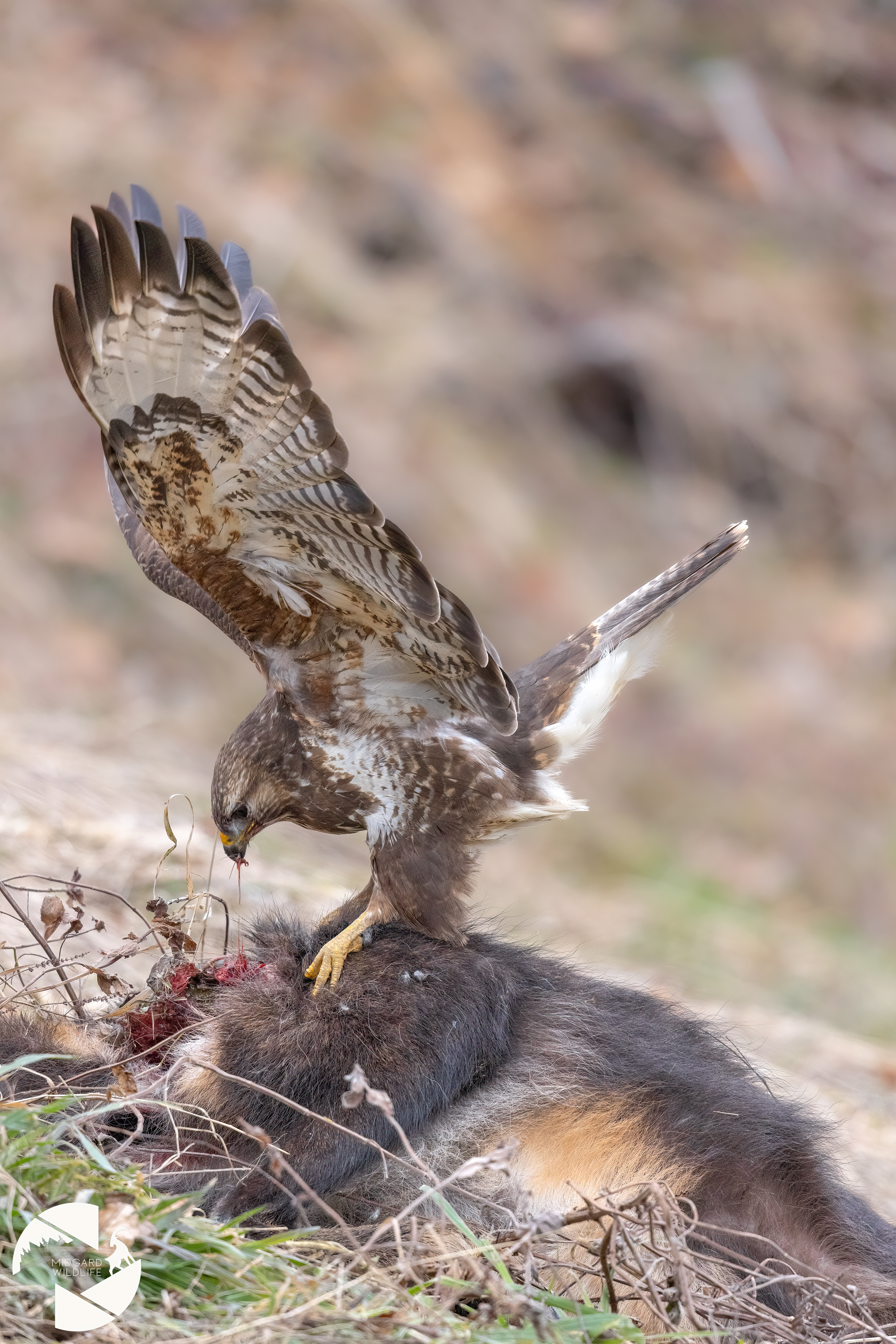 Buse variable & carcasse de chamois