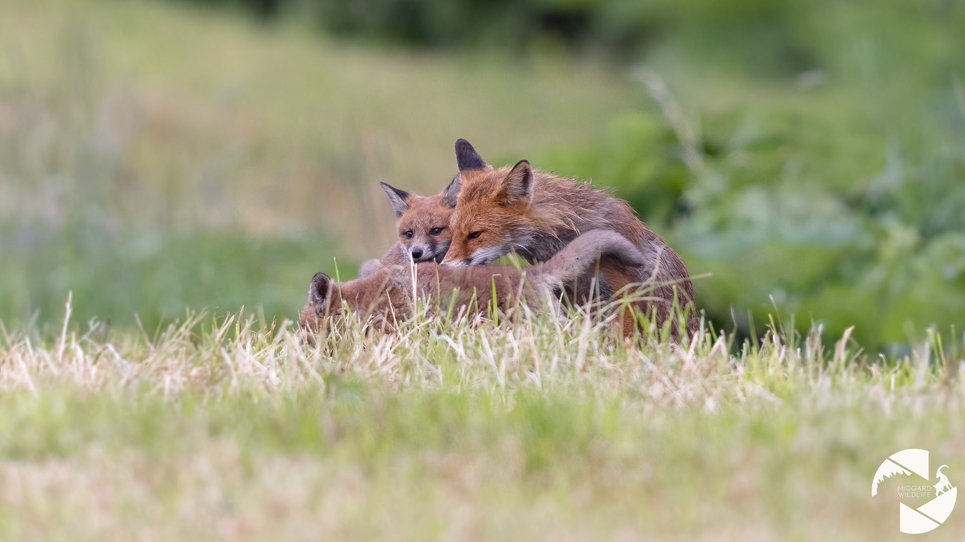 Renard roux & renardeaux