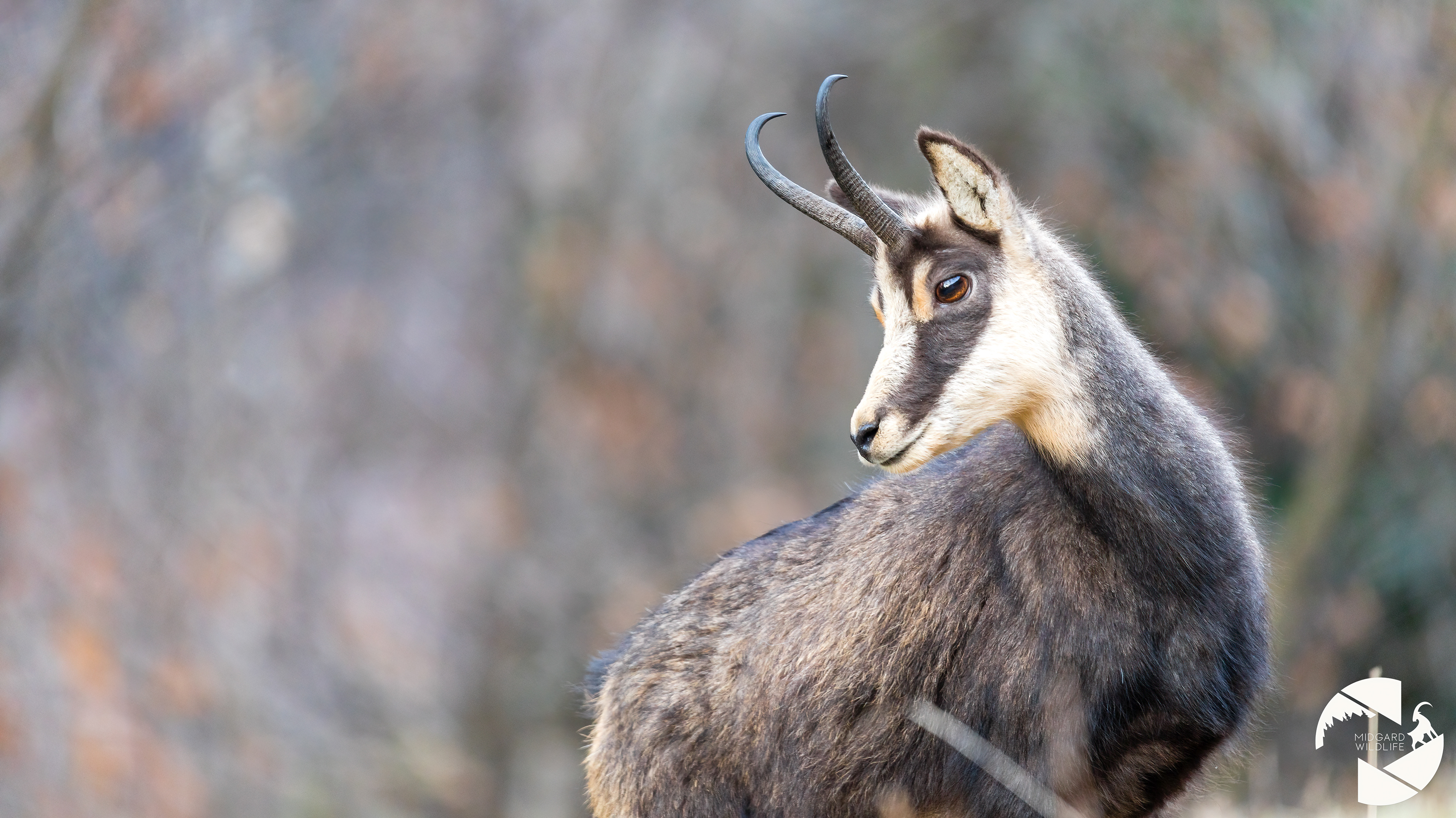 Chamois