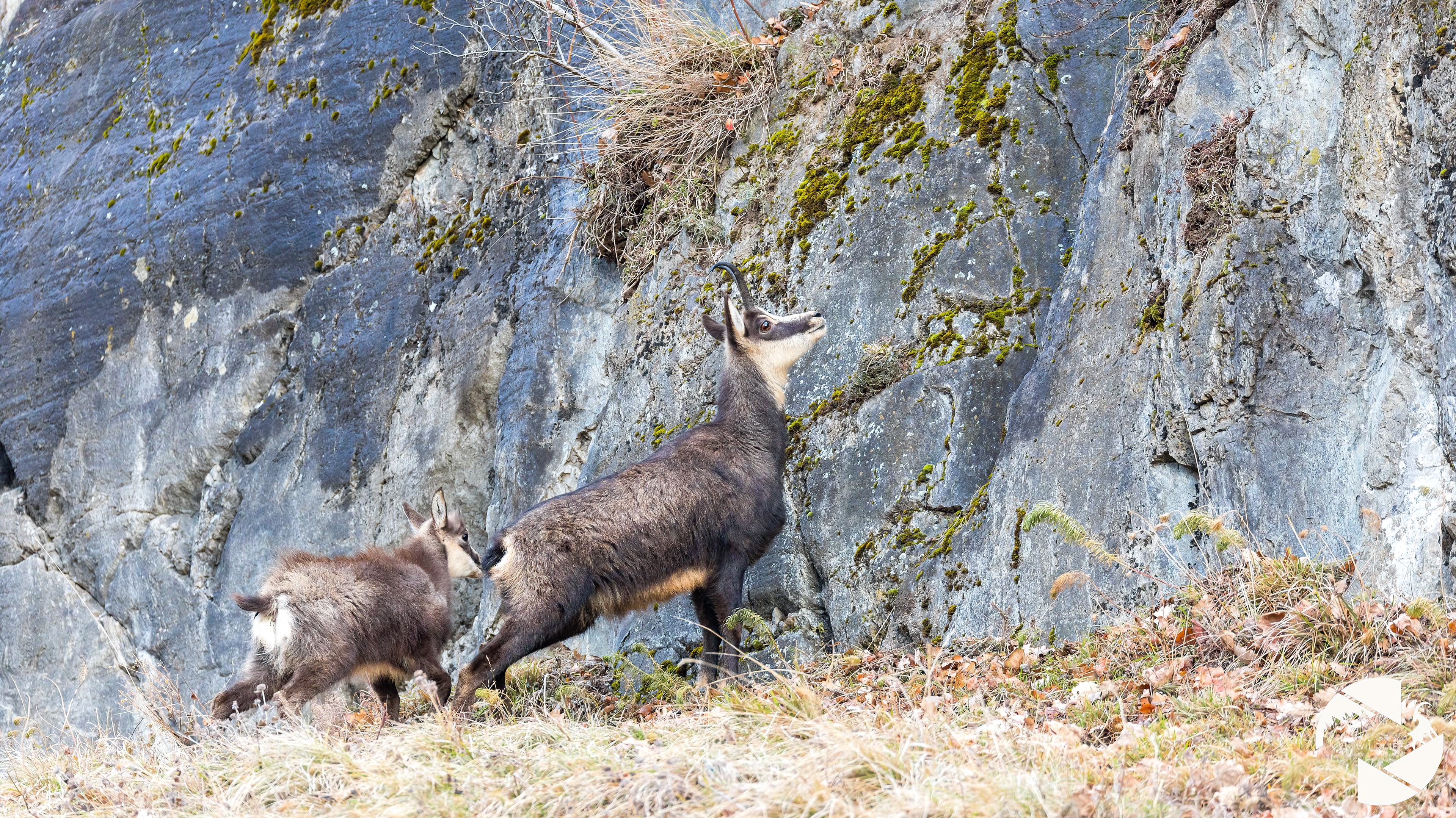 Chamois
