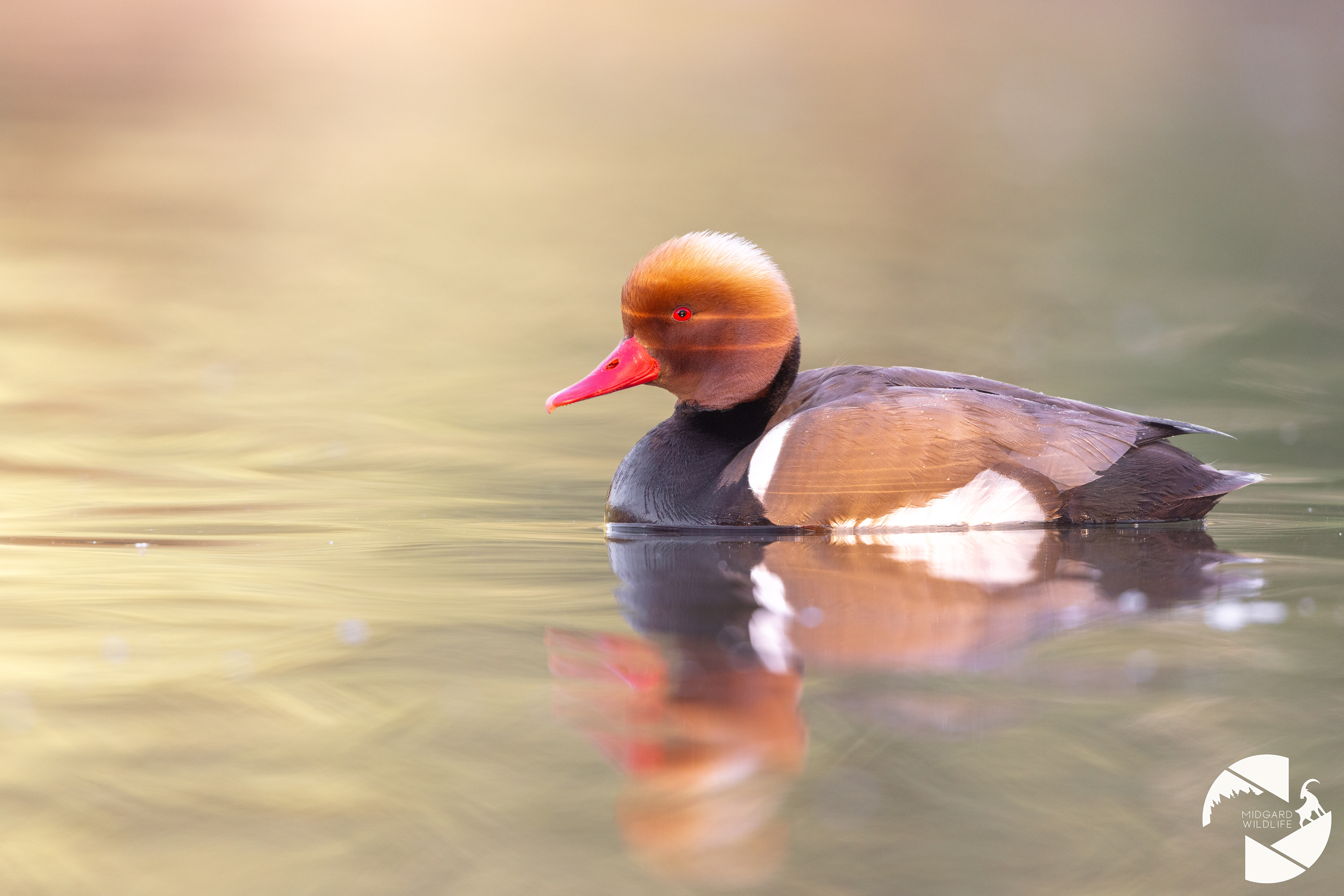 Nette rousse