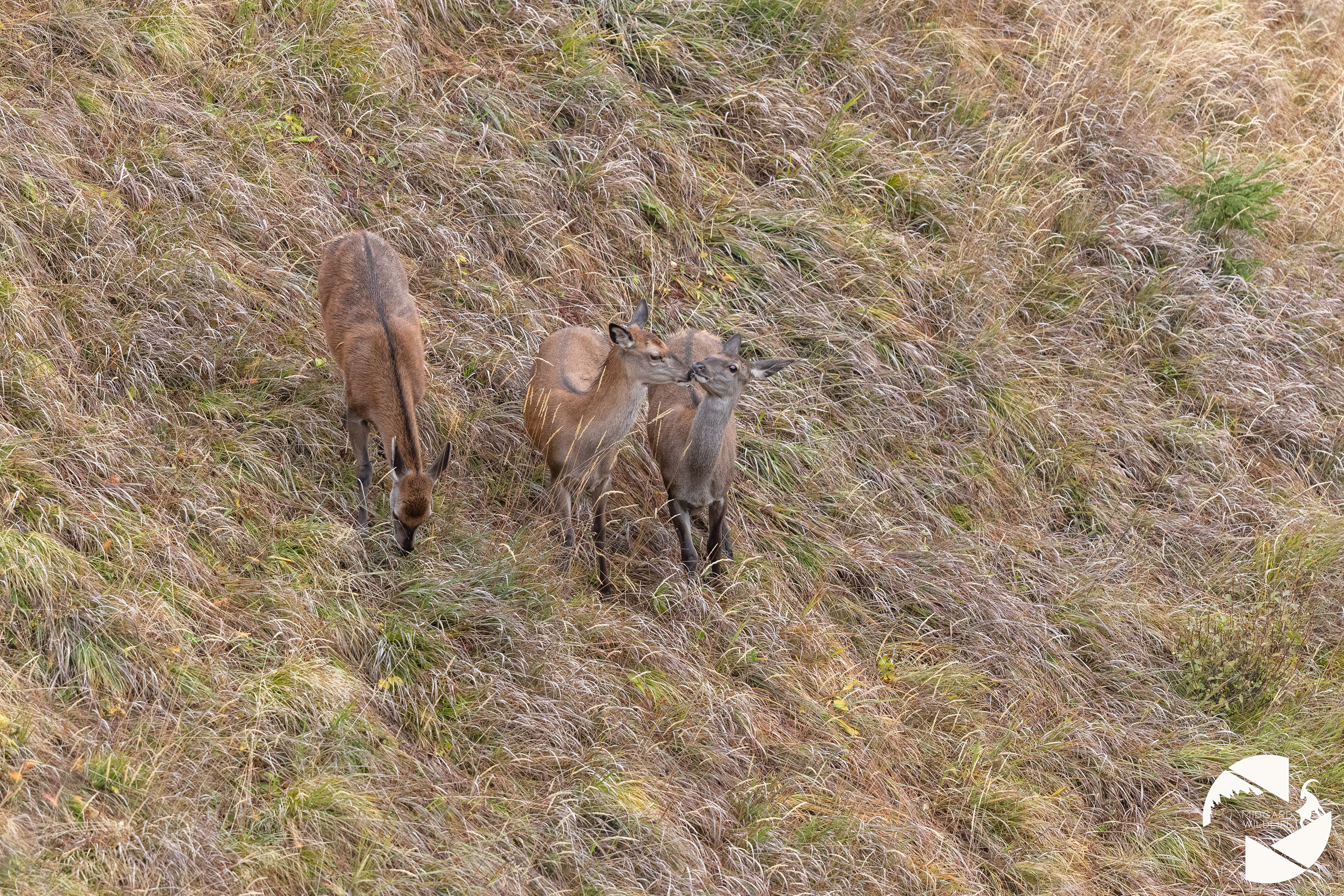 Cerfs élaphe