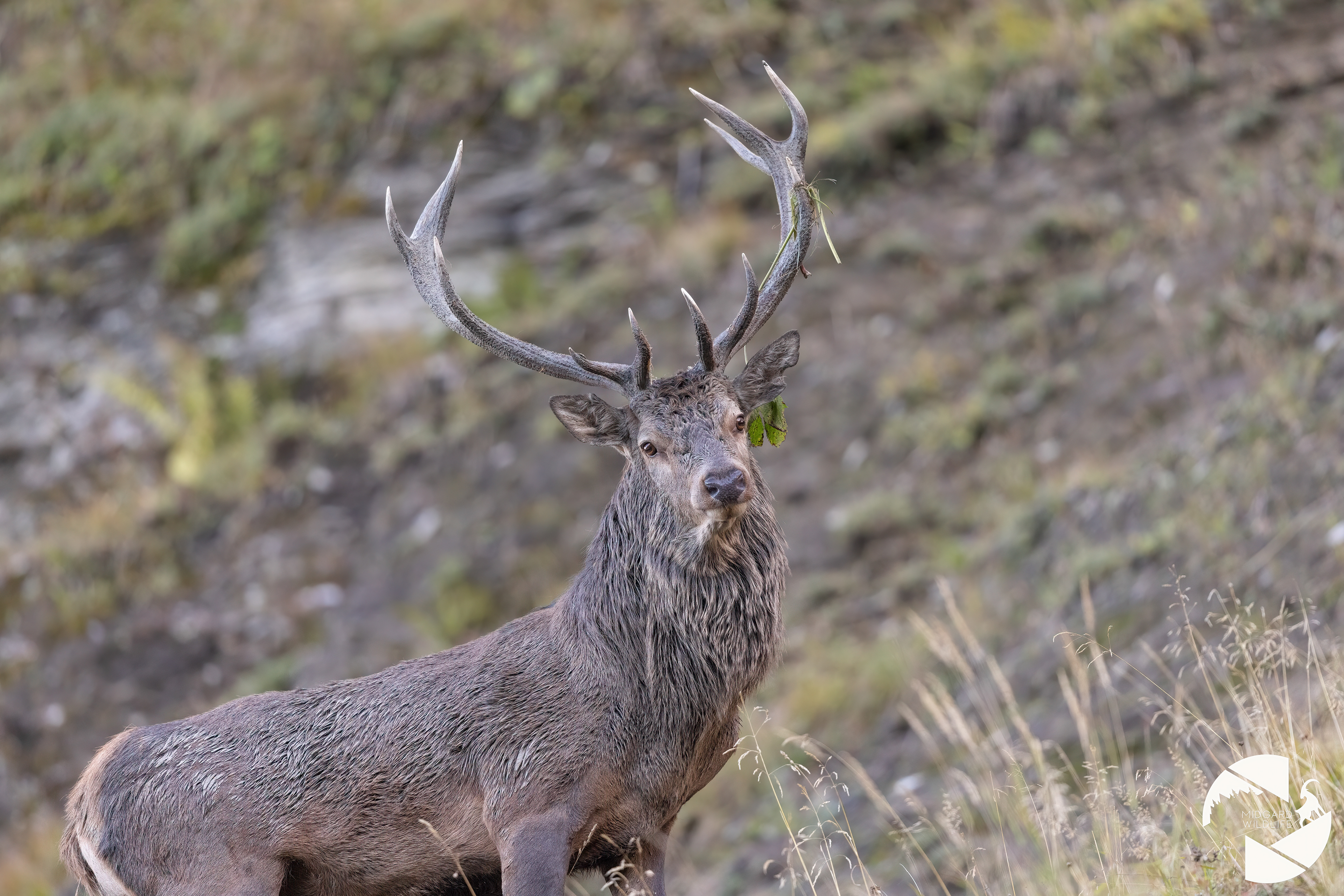 Cerf élaphe