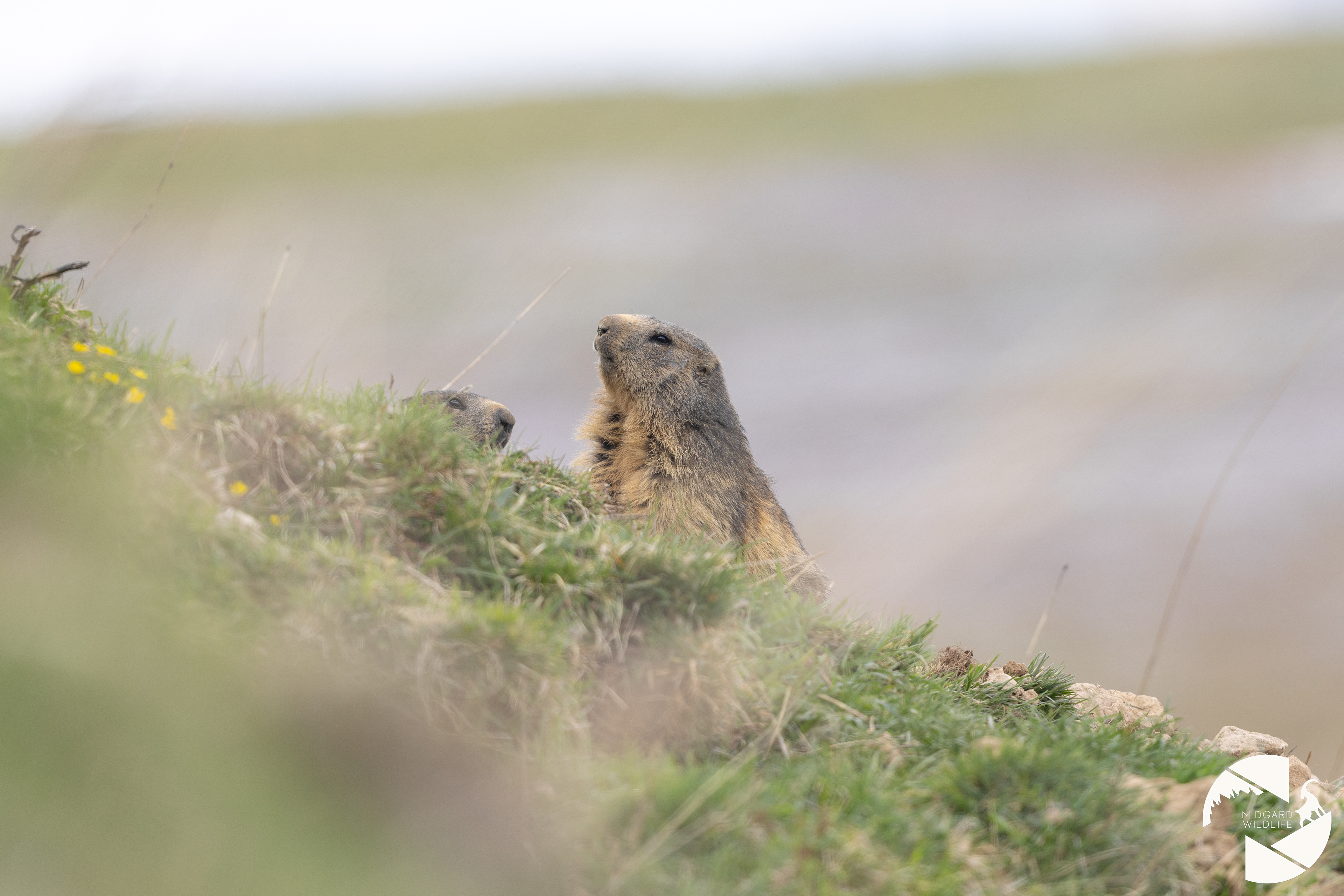 Marmottes