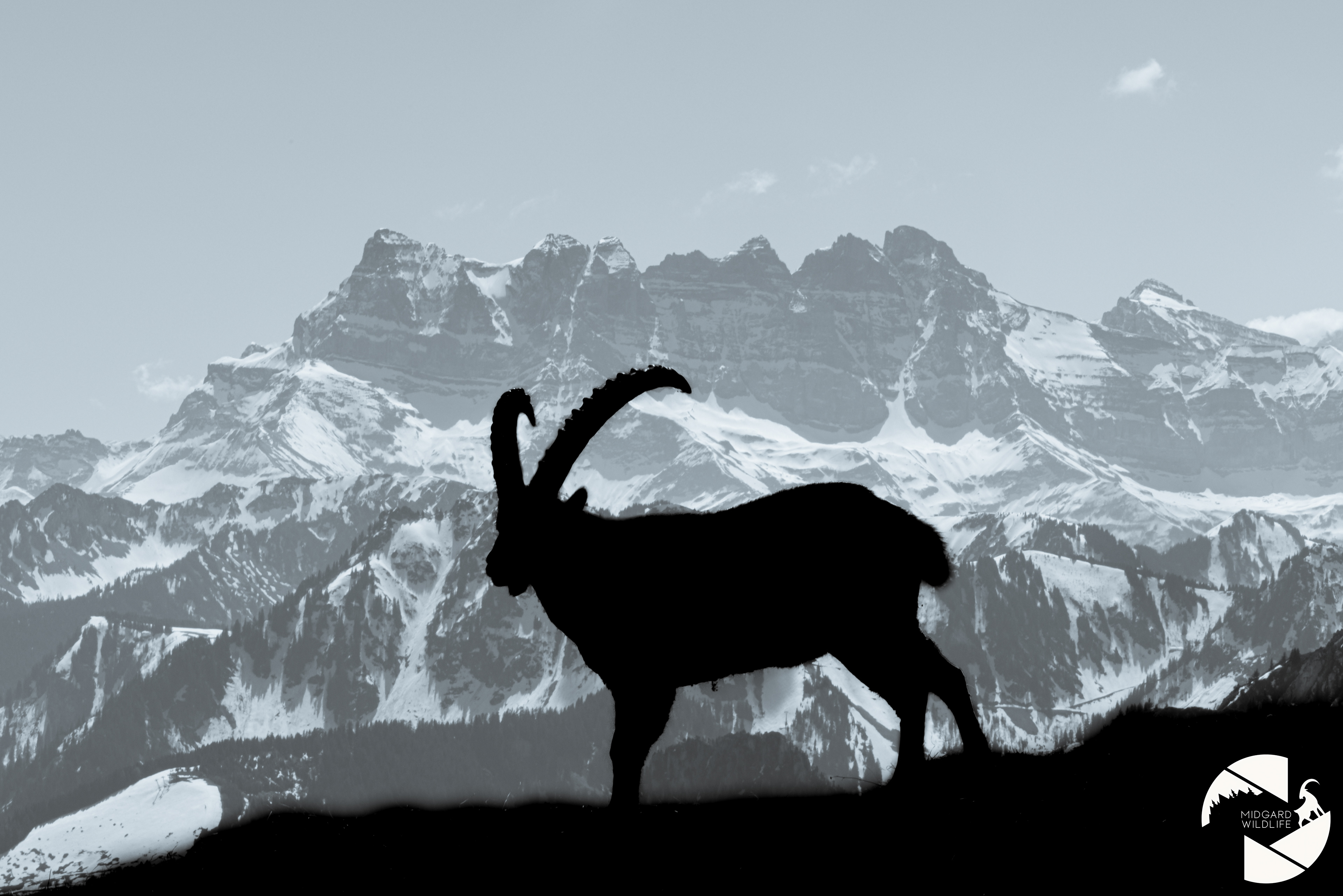 Bouquetin & Dents du Midi