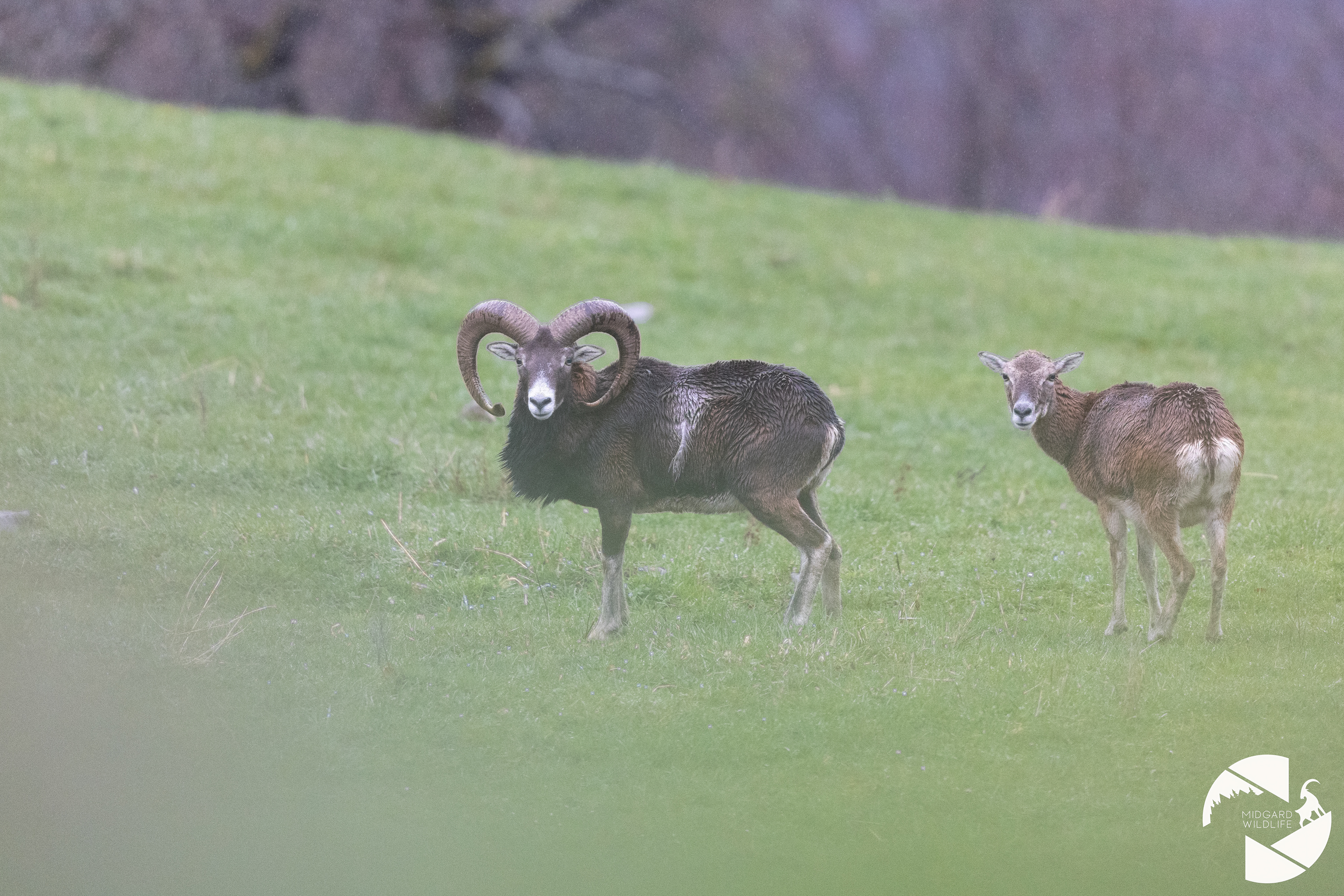 Mouflons